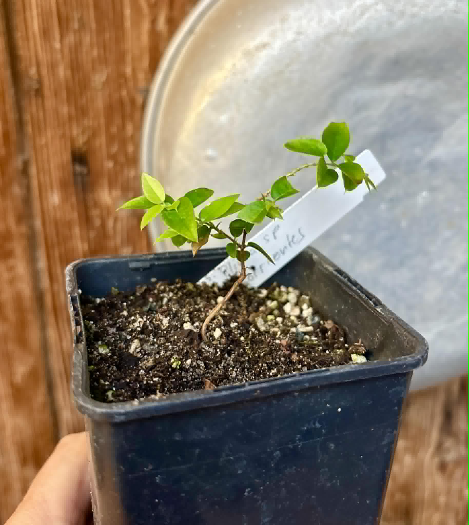 last plant - Plinia sp. Corrientes Argentina -  1 potted seedling / 1 getopfter Sämling