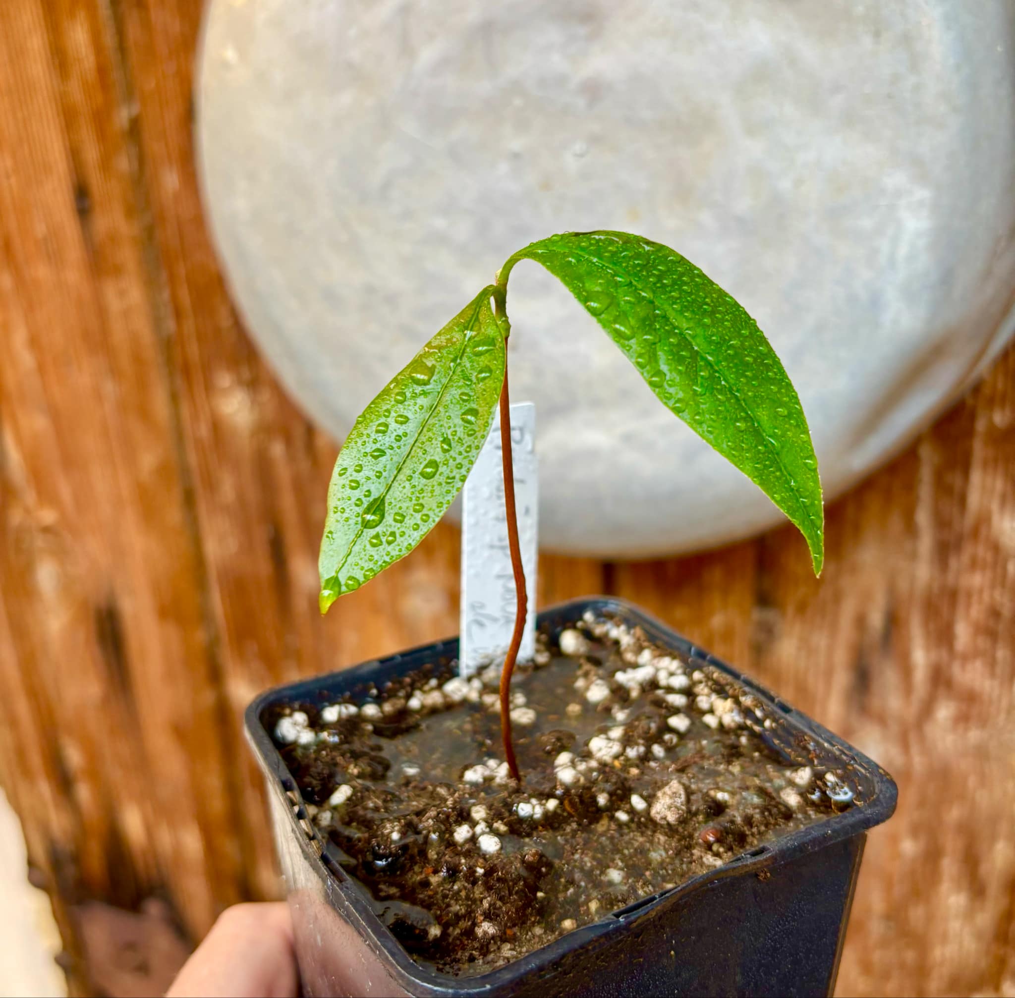 Pradosia sp Nova Cacau de Macaco  -  1 small potted seedling / 1 kleiner, getopfter Sämling
