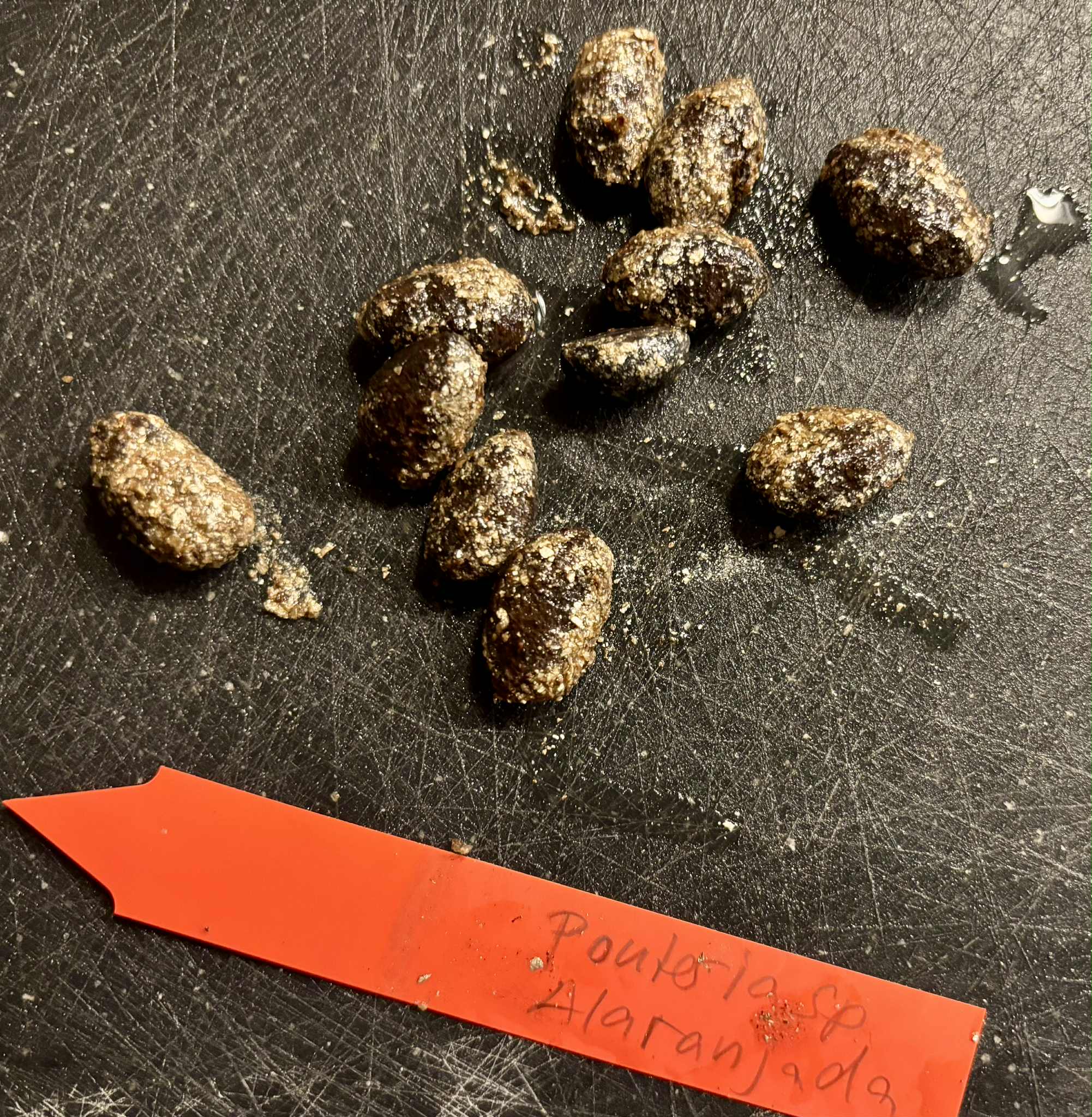 Pouteria sp Alaranjada - 1 fresh seed / 1 frischer Samen