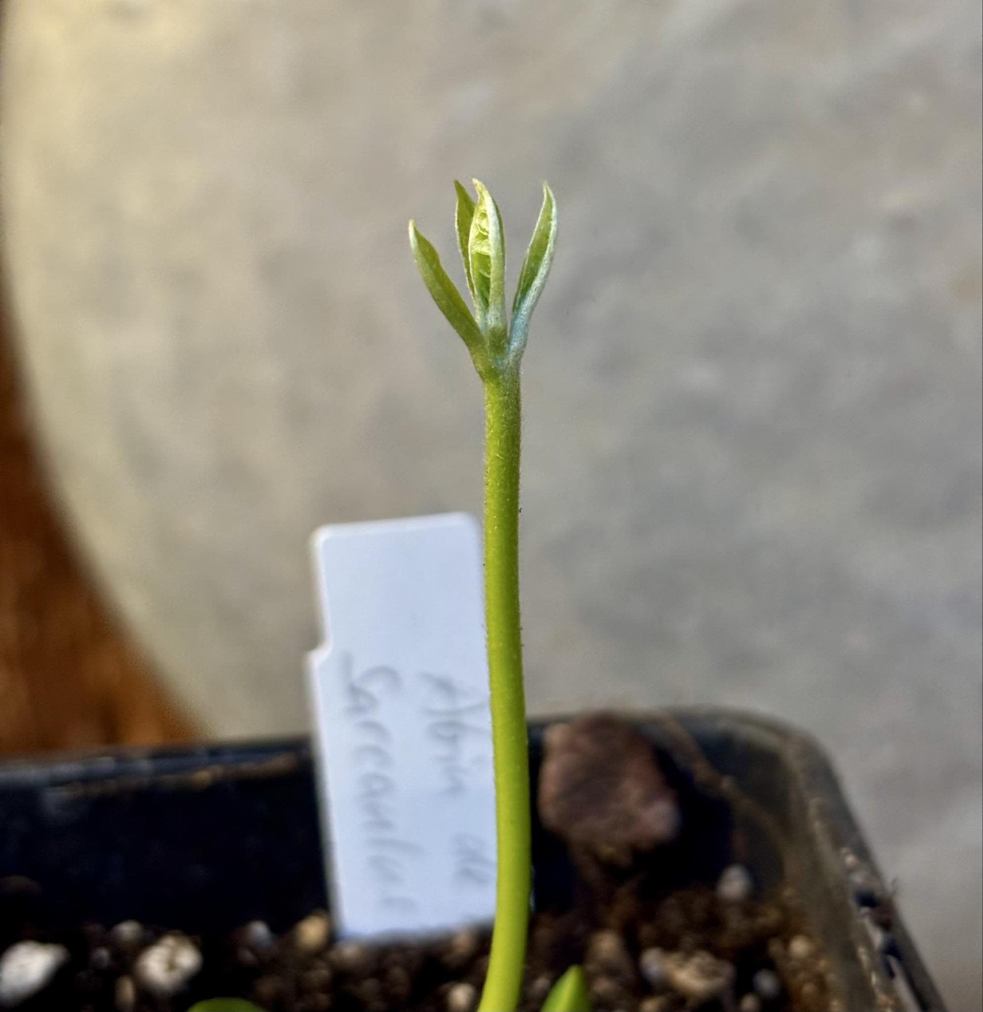 Abiu de Leite (Sarcaulus sp) - 1 small potted seedling / 1 kleiner, getopfter Sämling