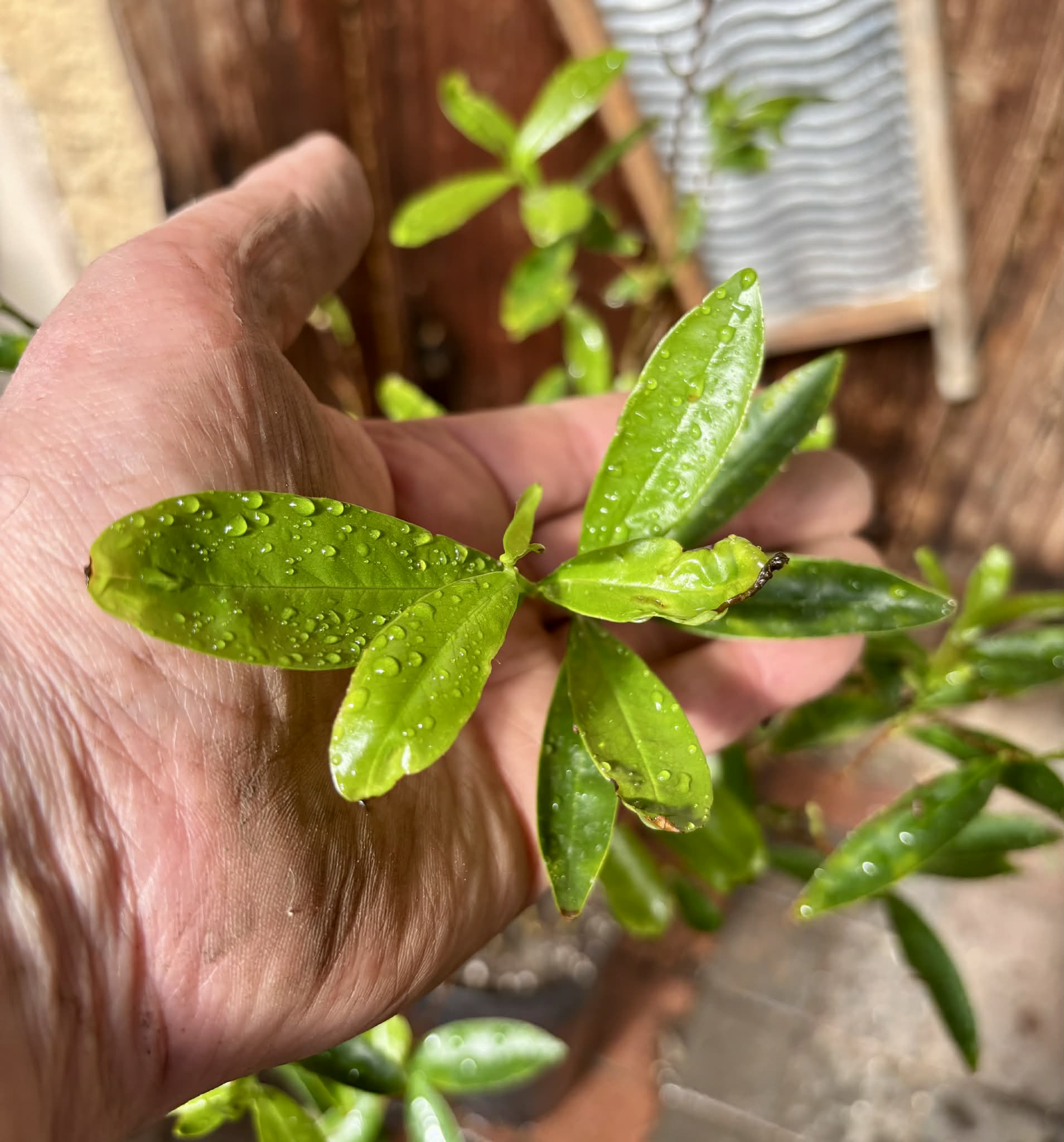 5 years old - Cherry of Rio Grande (Eugenia involucrata) - 1 potted plant / 1 getopfte Pflanze