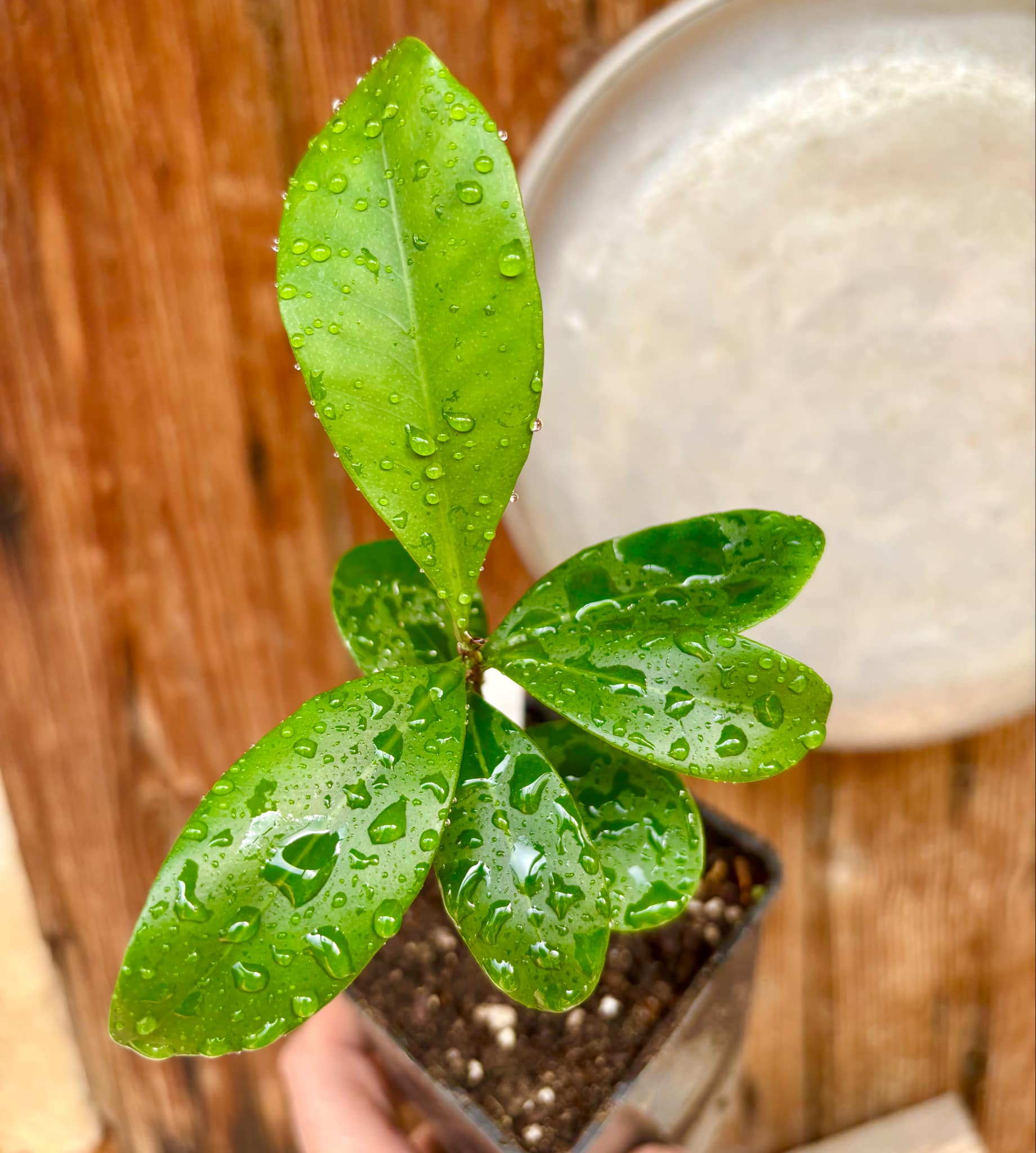 Myrcia sp Jequitinhonha - 1 potted seedling / 1 getopfter Sämling
