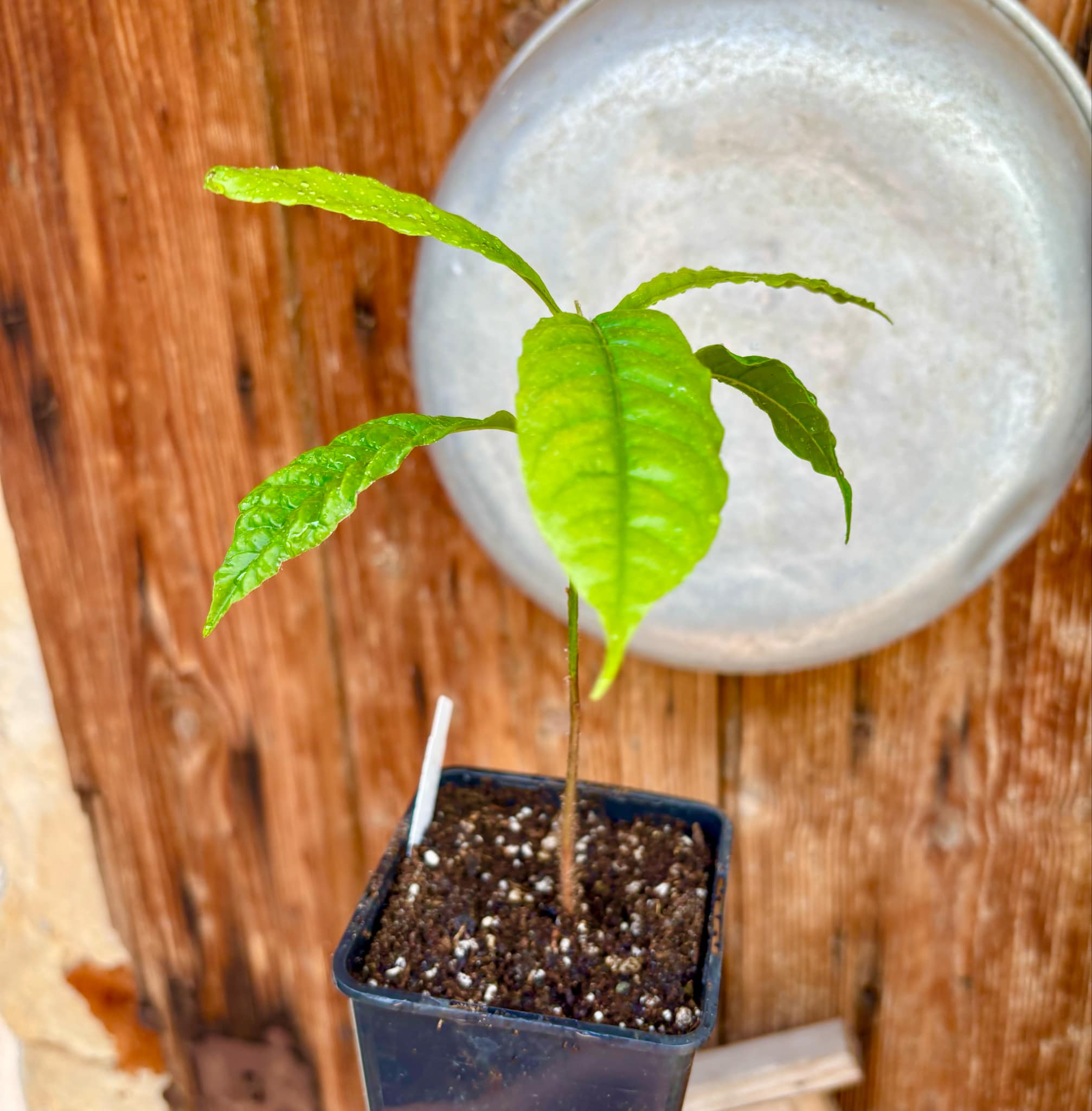 Abiu (Pouteria caimito) - 1 potted plant / 1 getopfte Pflanze