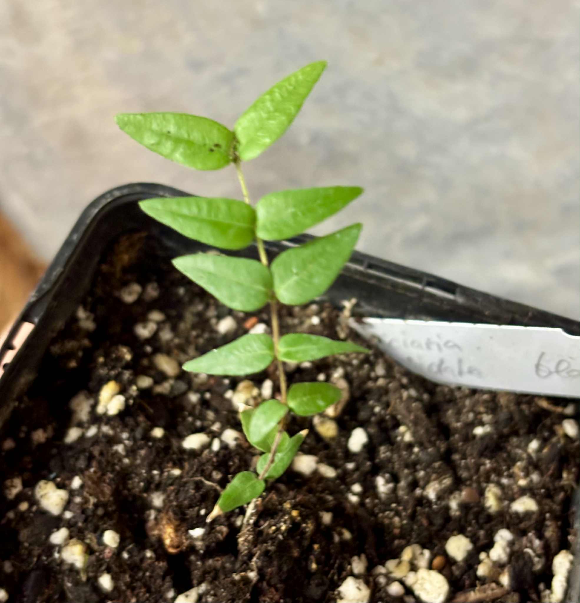 Myrciaria cuspidata BLACK - 1 potted seedling / 1 getopfter Sämling