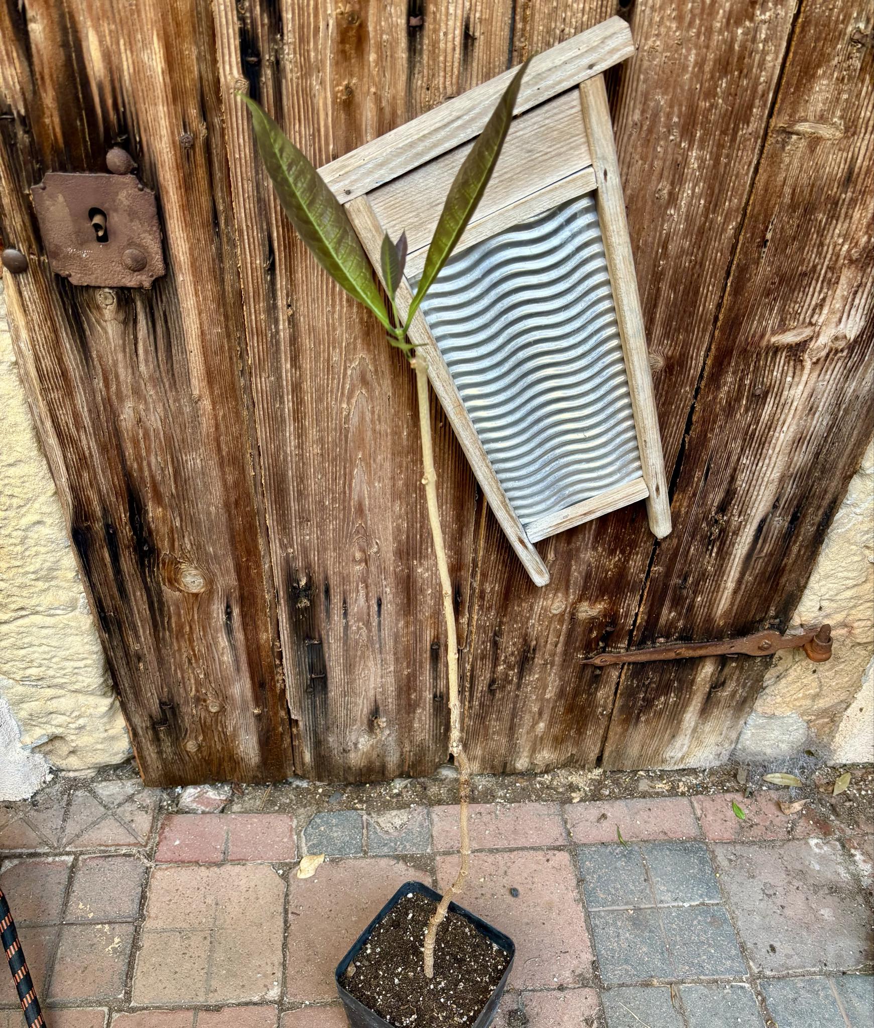 Sandpaper Vine (Petrea volubilis)  - 1 potted plant / 1 getopfte Pflanze