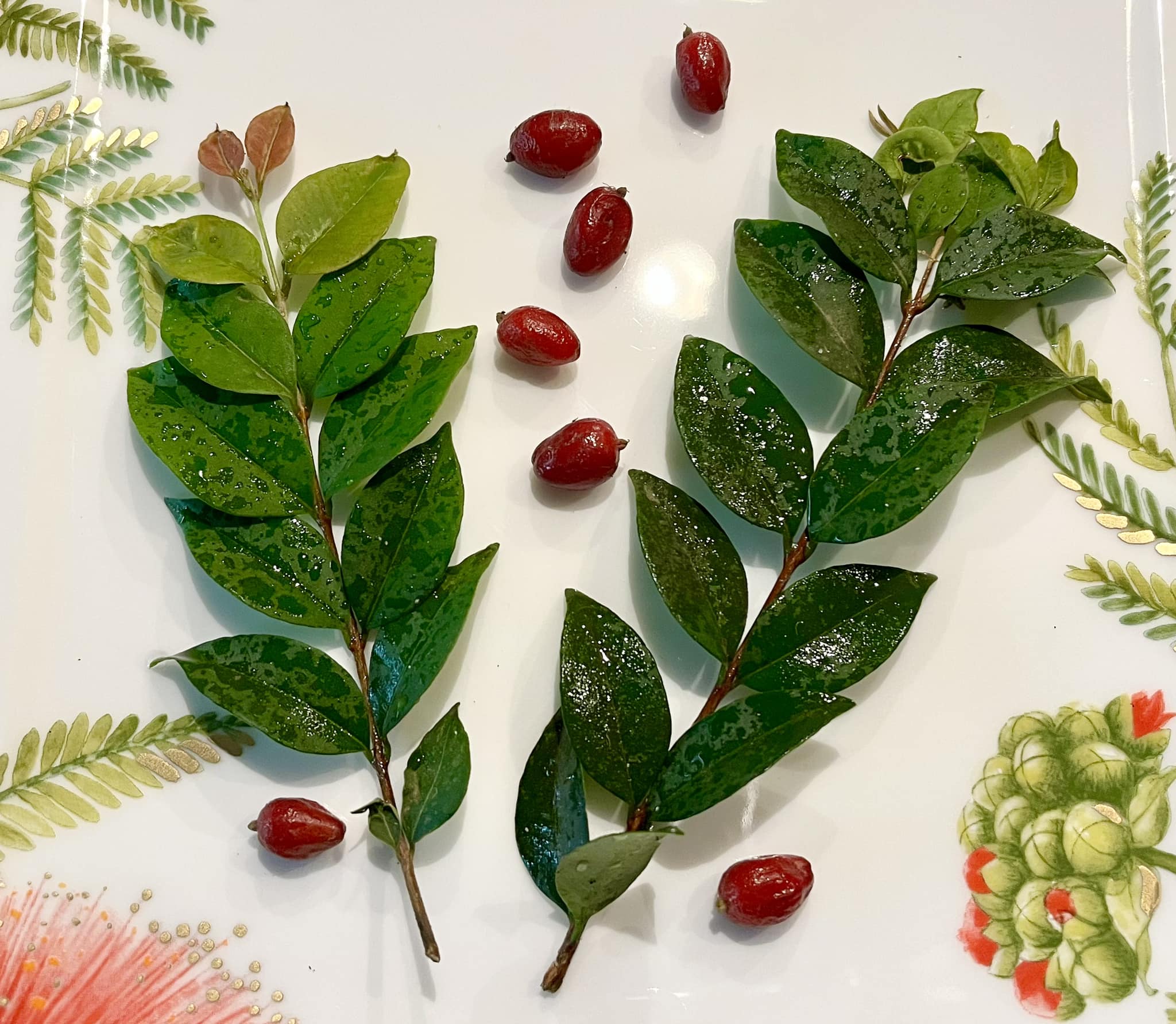 Fruta do Misterio (Syzygium sp) - 1 germinated seed / 1 gekeimter Samen 