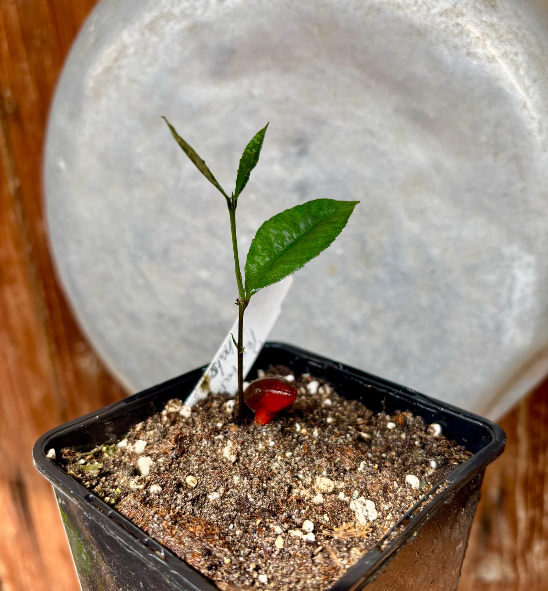 Peritassa hatschbachii  - 1 potted plant / 1 getopfte Pflanze