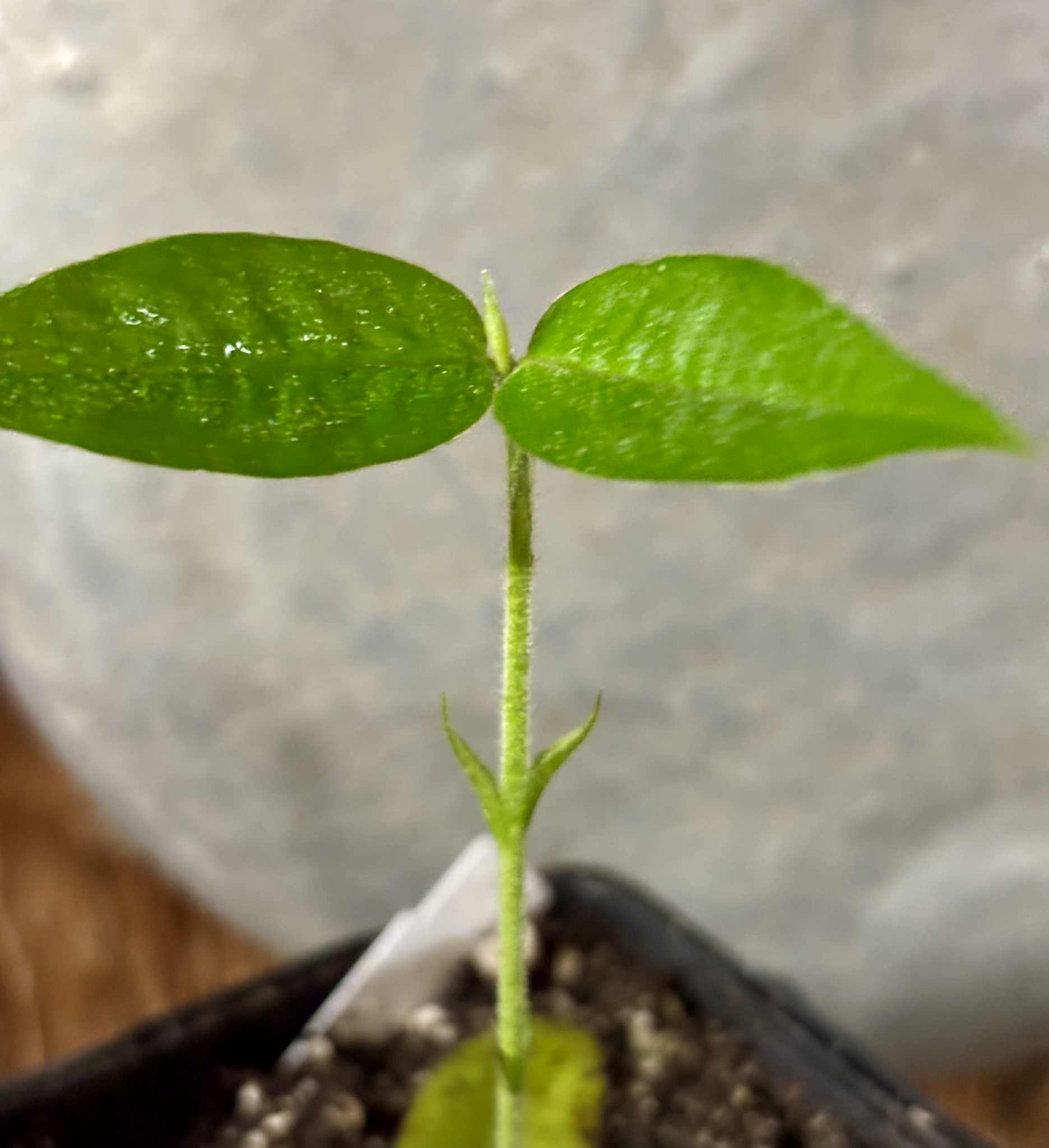 Cambucá-de-calo - (Plinia callosa) -  1 potted seedling / 1 getopfter Sämling