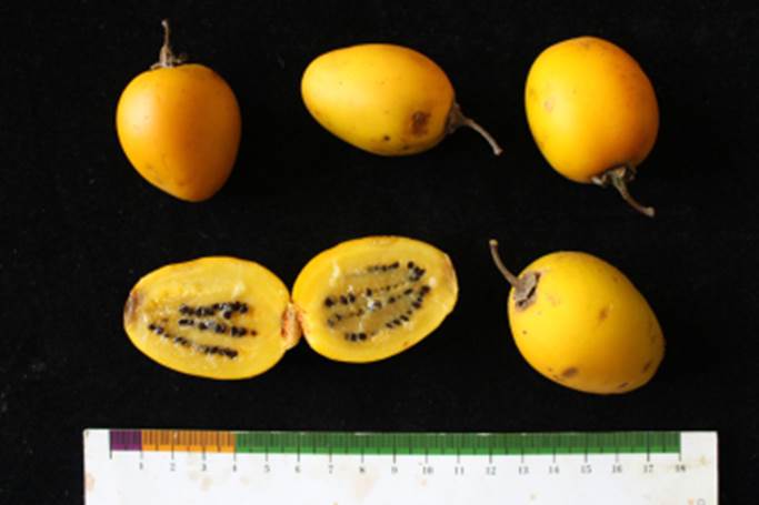 JUÁ-JUBA-AÇÚ - Solanum leucocarpon - 1 fresh seed / 1 frischer Samen