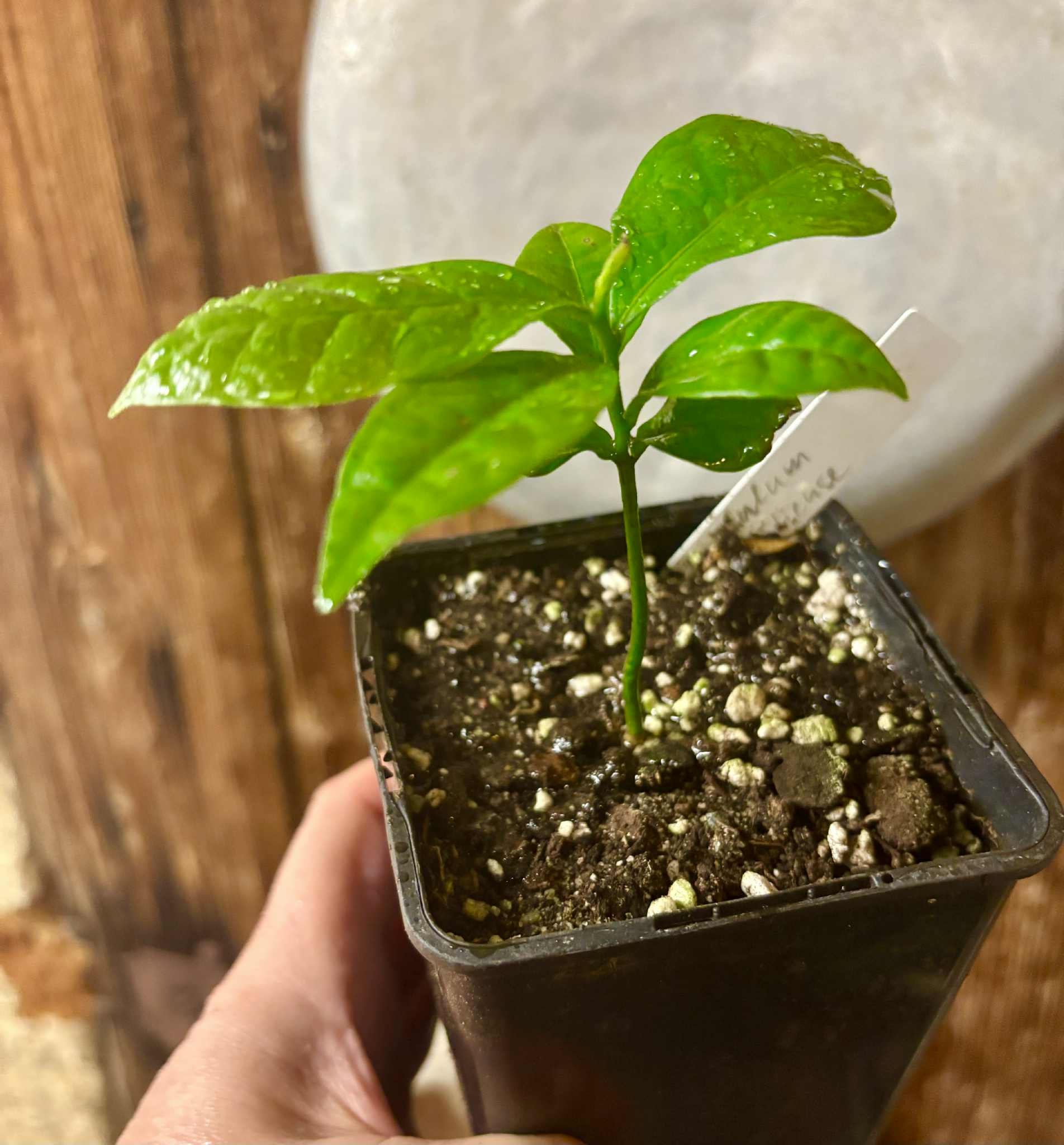 Cymbopetalum brasiliensis - 1 potted seedling / 1 getopfter Sämling