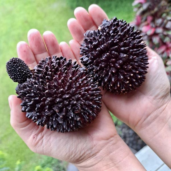 Pre Order - Pulasan (Nephelium ramboutan-ake) - 1 fresh seed / 1 frischer Samen