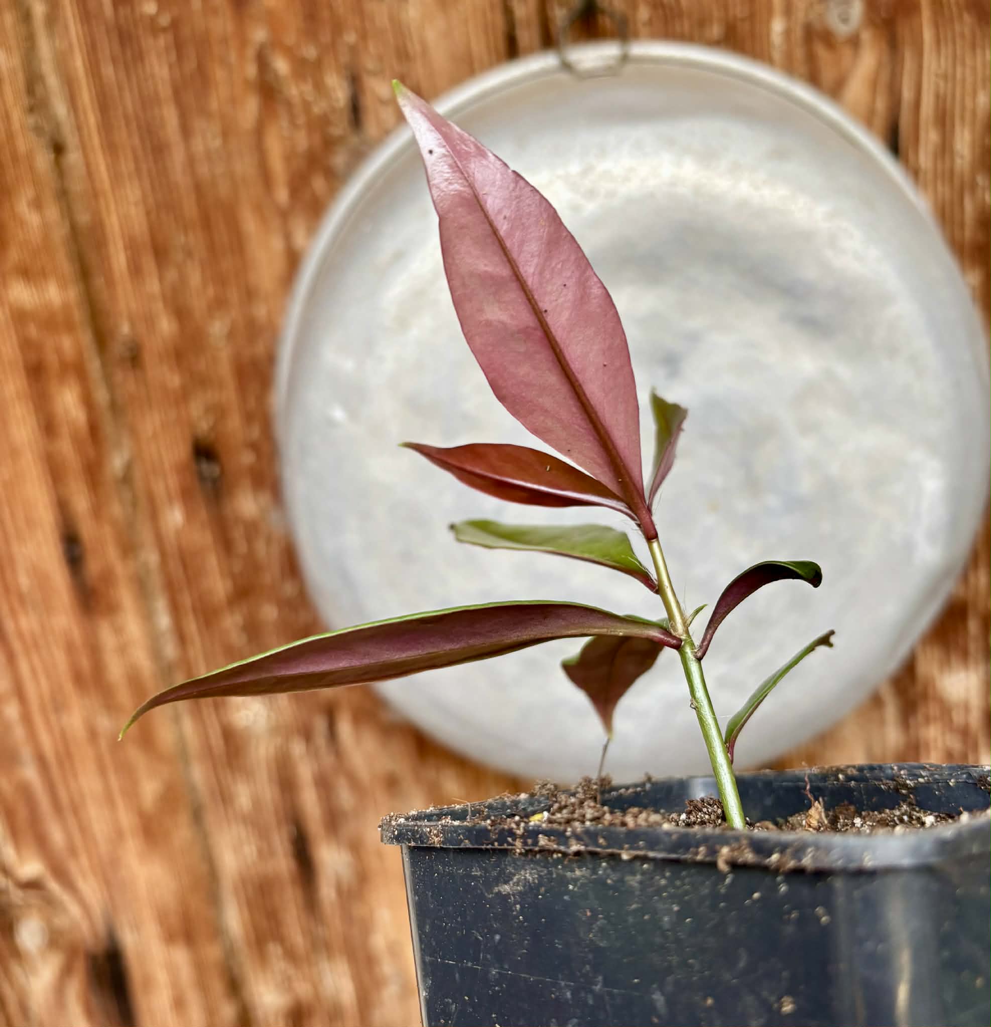 Pereskia aculeata var. godseffiana (Barbados Gooseberry) - 1 potted plant / 1 getopfte Pflanze