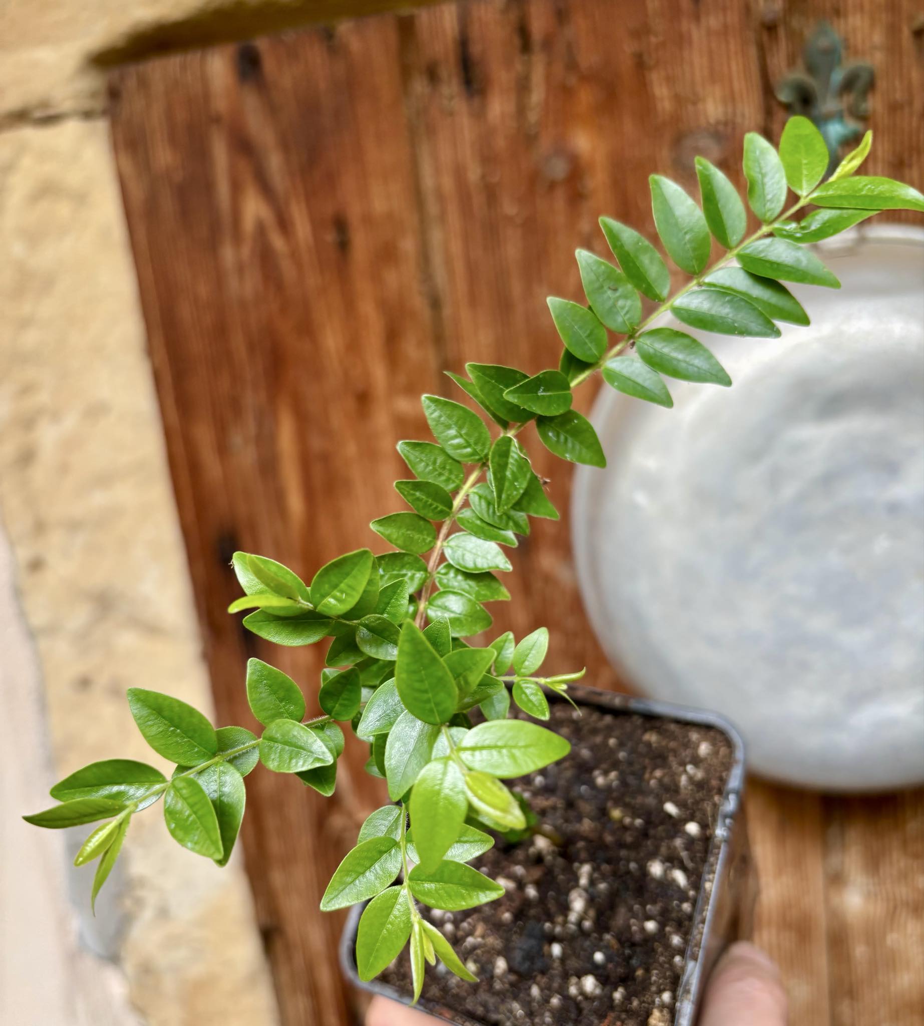 Myrciaria sp Pastora - 1 potted seedling / 1 getopfter Sämling