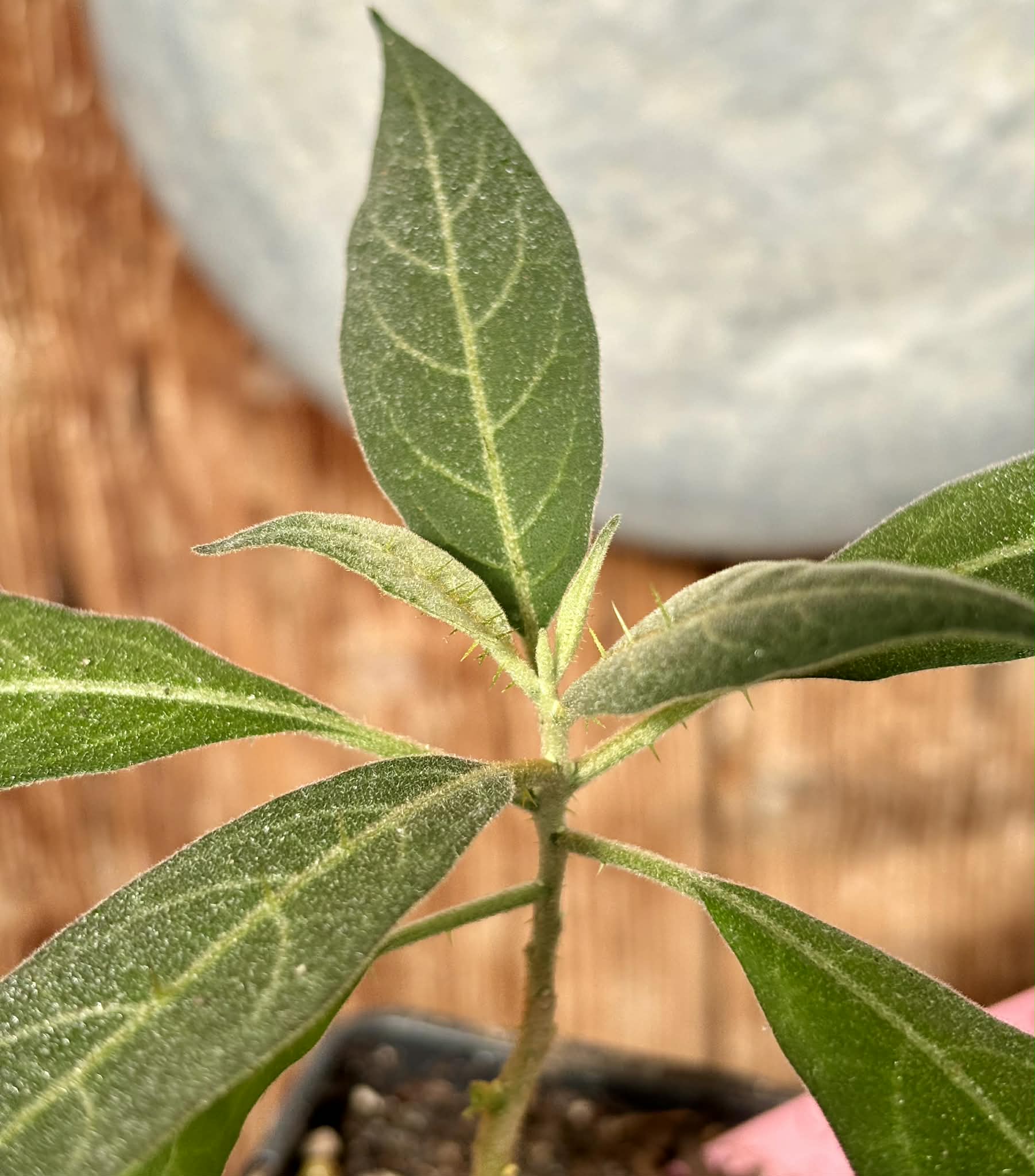 Solanum sp. Mata Escura - 1 potted plant / 1 getopfte Pflanze