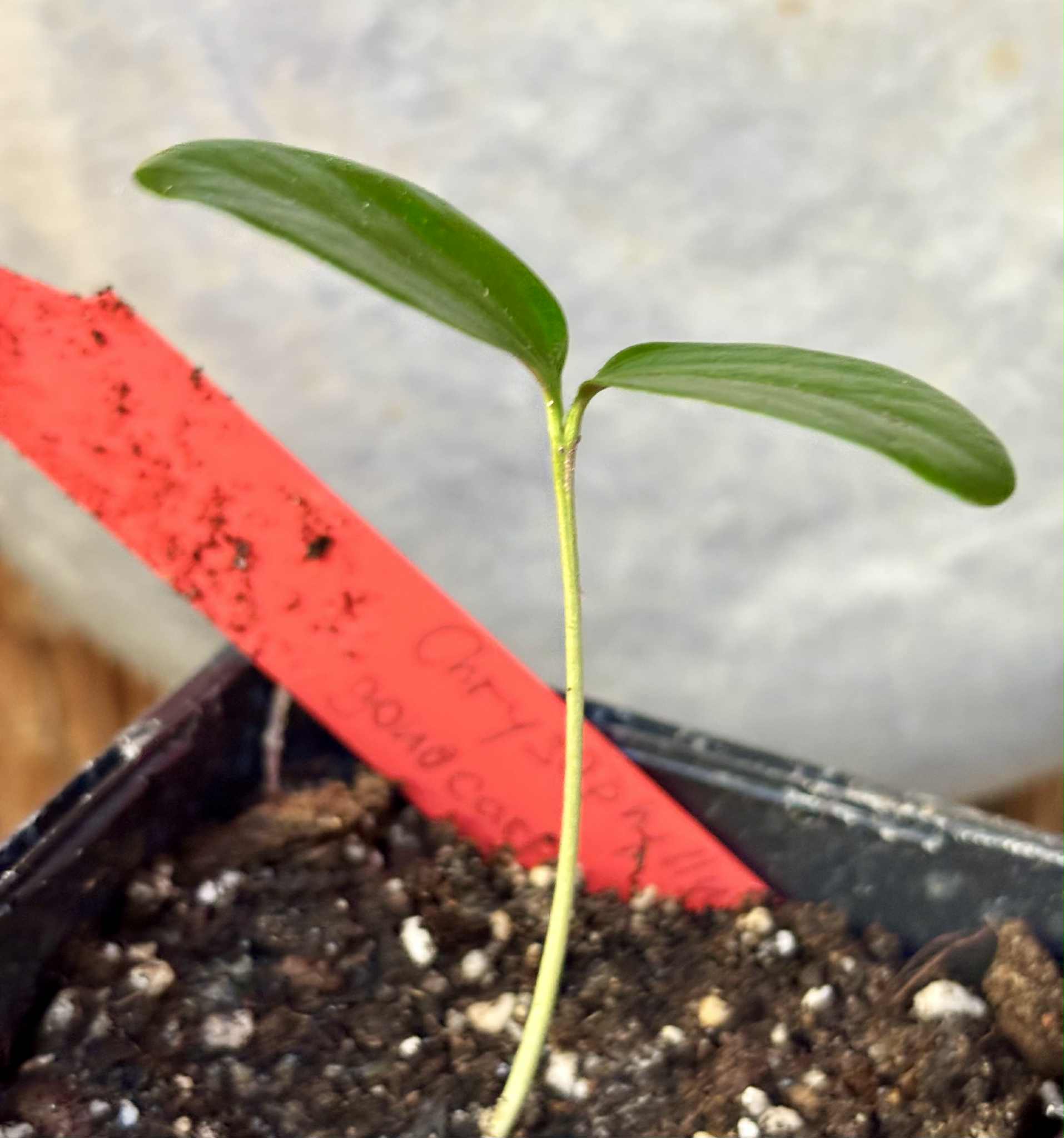 Aquai (Chrysophyllum gonocarpum var. BIG Itacare)  -  1 potted seedling / 1 getopfter Sämling