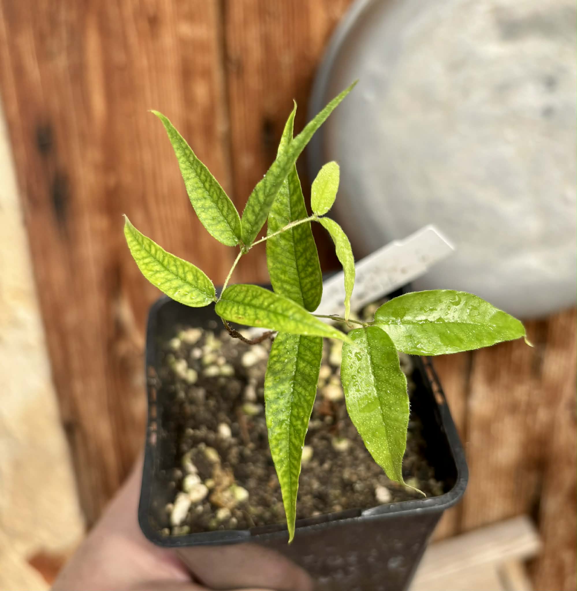 Jaboticaba - Plinia sp Rajada Cabo longo verde -  1 potted seedling / 1 getopfter Sämling