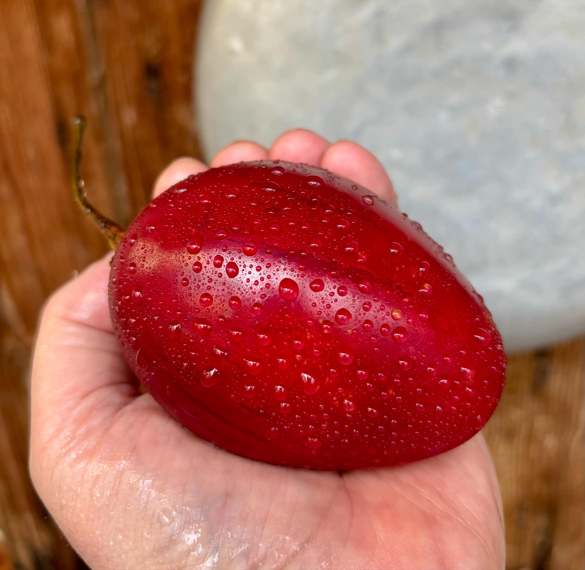 Tamarillo var. BIG (Solanum betaceum) - 10 fresh seeds / 10 frische Samen
