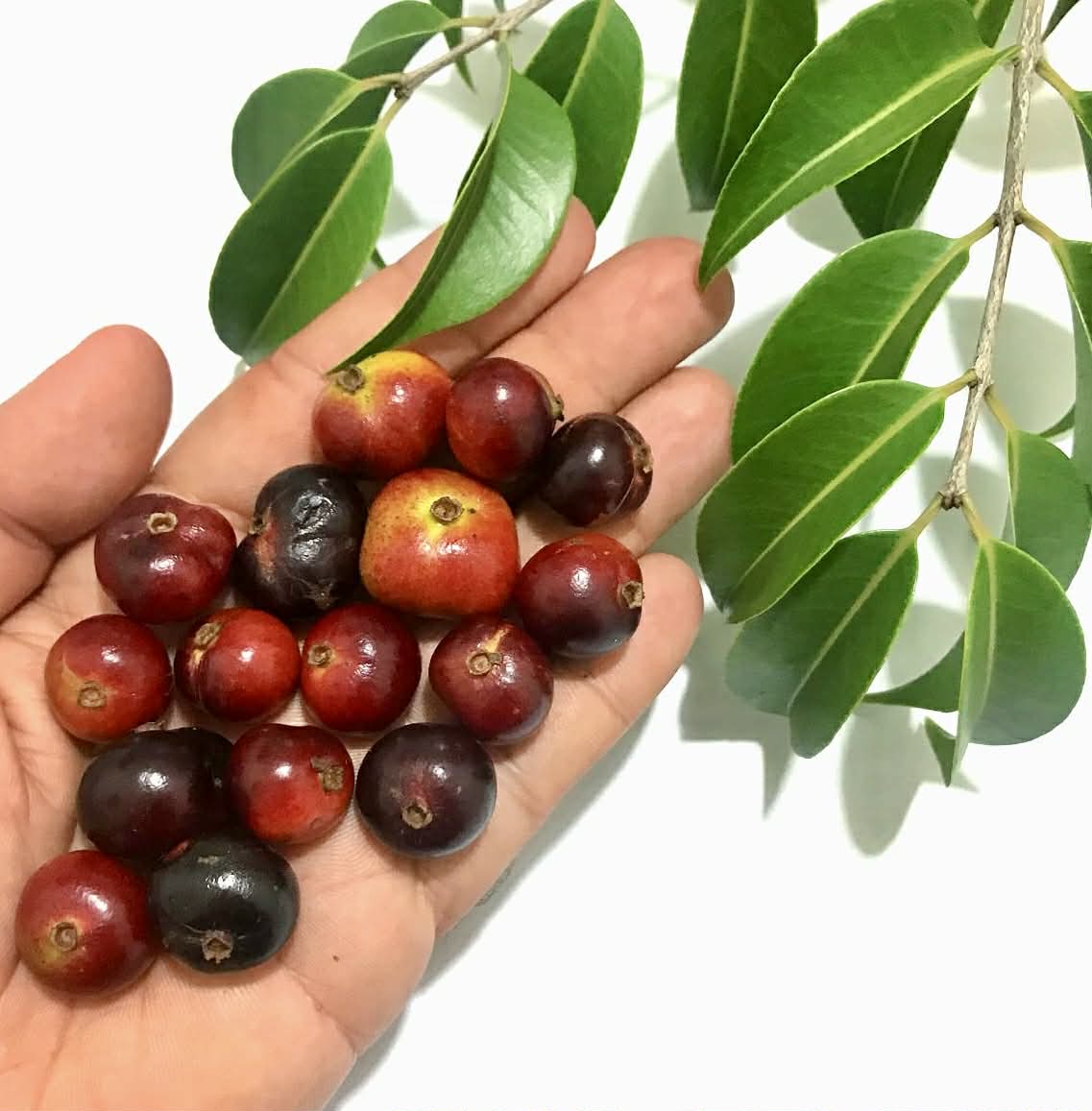 Cabeludinha do Brejo (Neomitranthes glomerata) - 1 potted seedling/ 1 getopfter Sämling