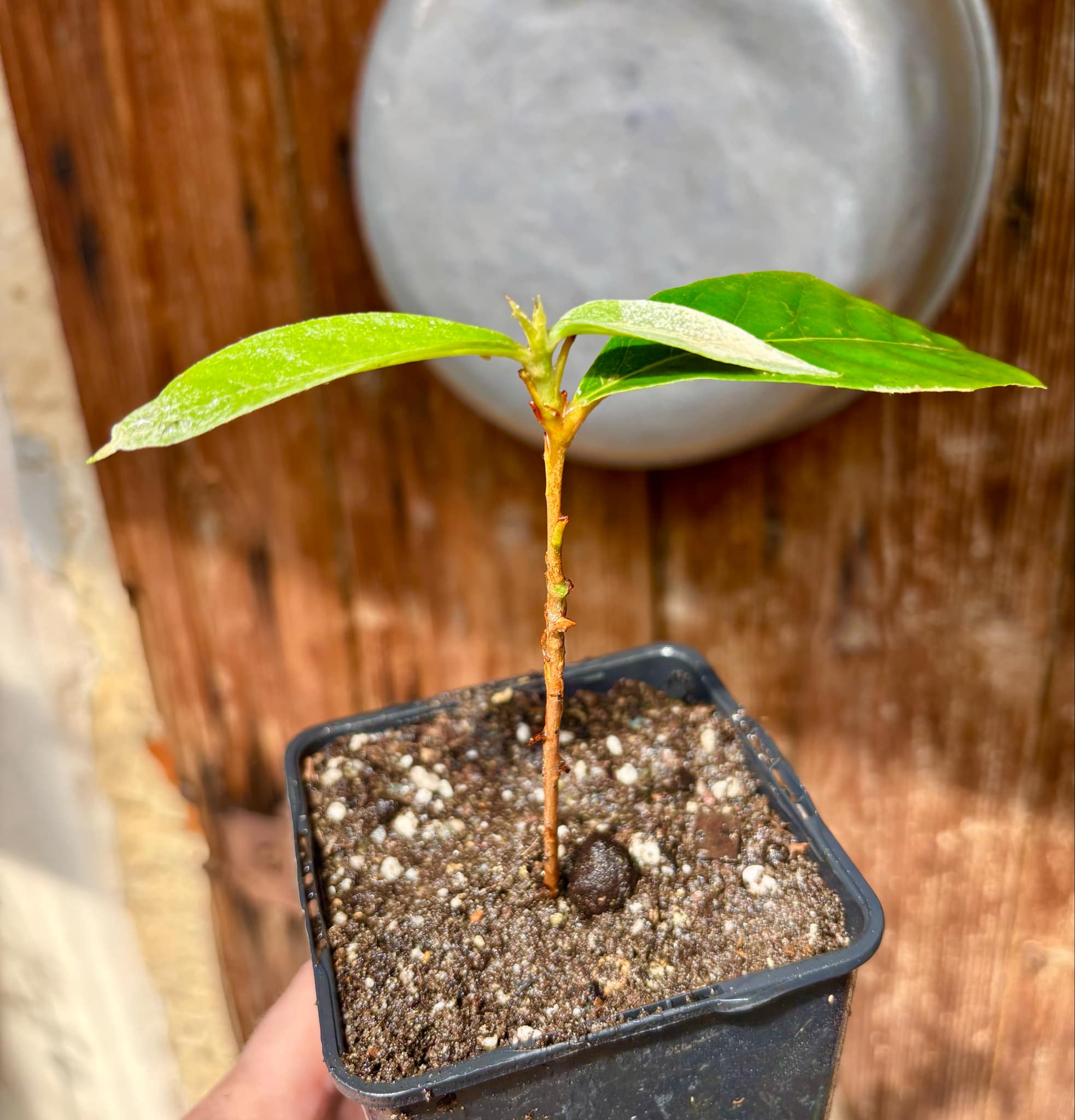 Couepia polyandra - Olosapo - 1 potted seedling / 1 getopfter Sämling
