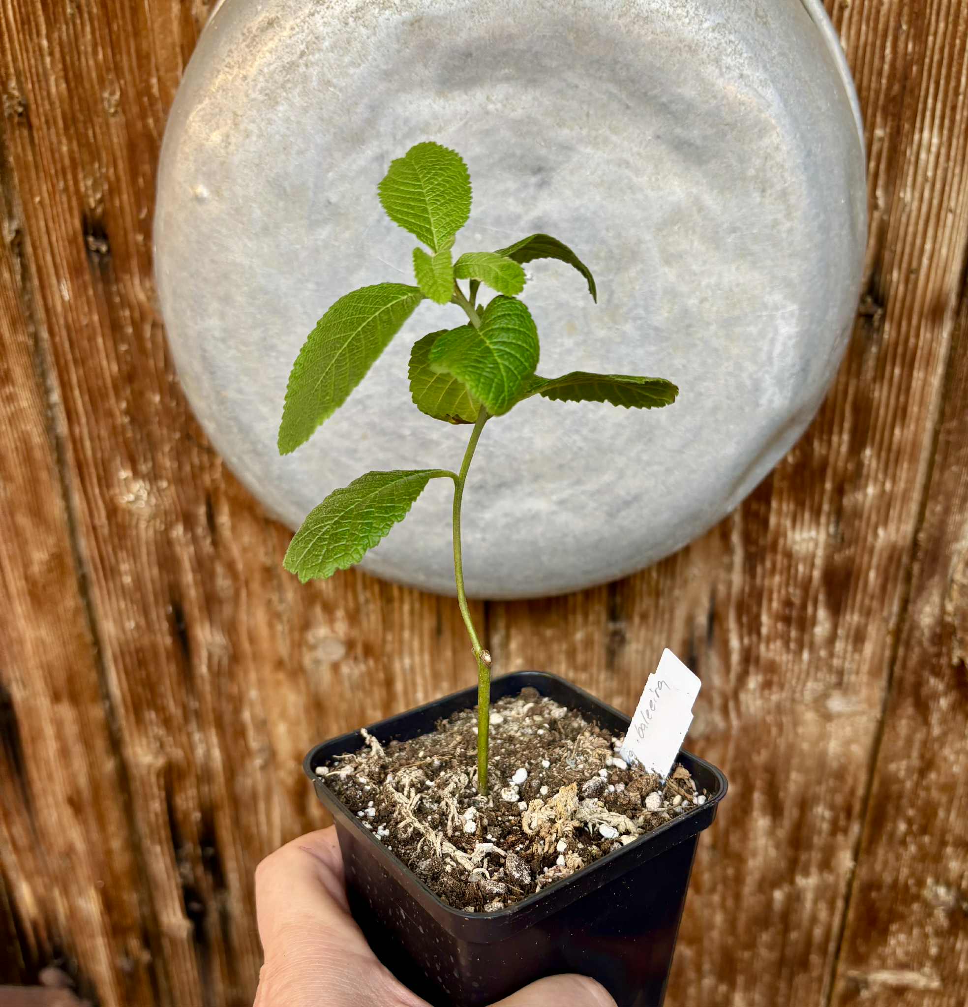 rooted cutting - Erva baleeira  (Cordia verbenacia) - 1 potted plant / 1 getopfte Pflanze