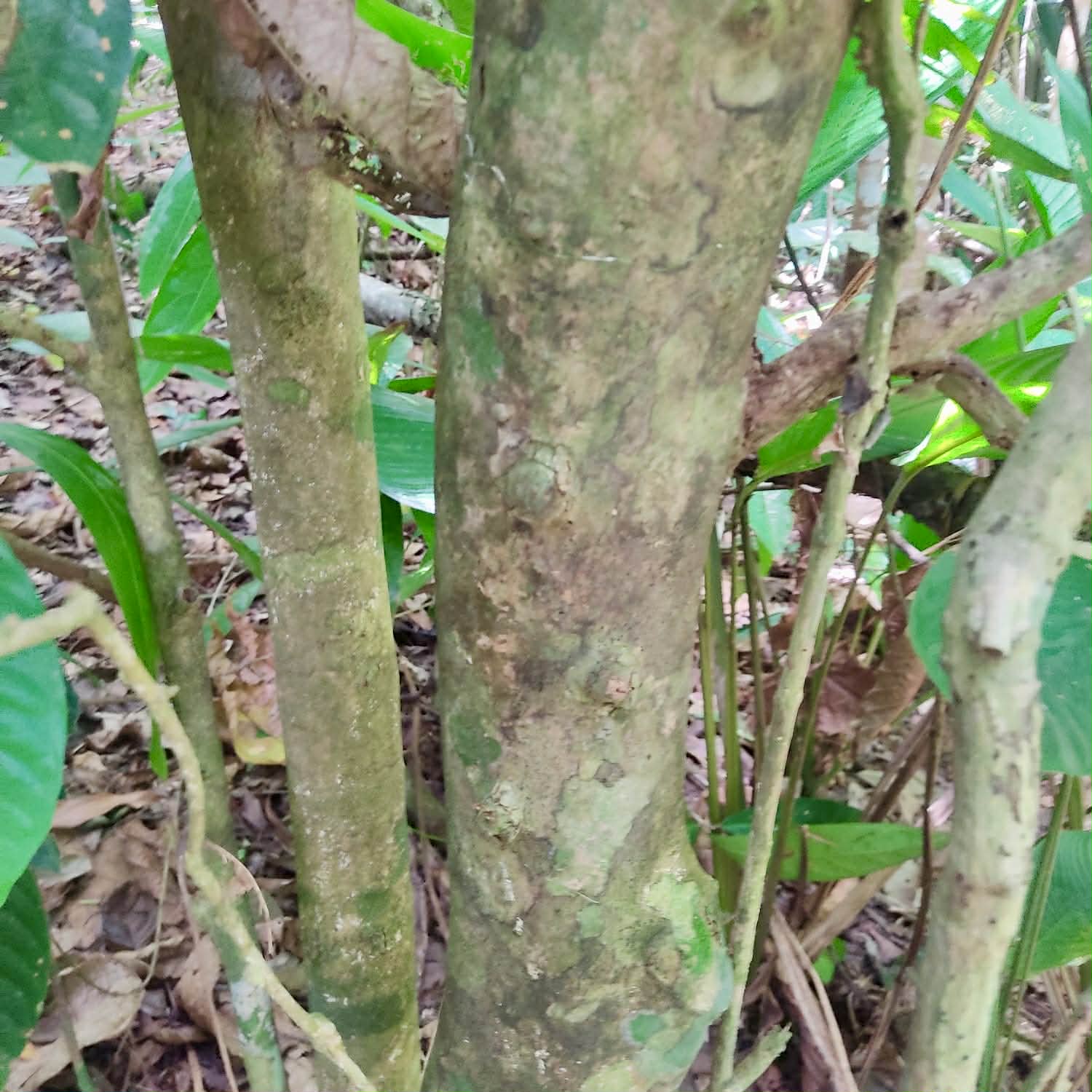 Pre Order - Eugenia sp Carambola - 1 fresh seed / 1 frischer Samen