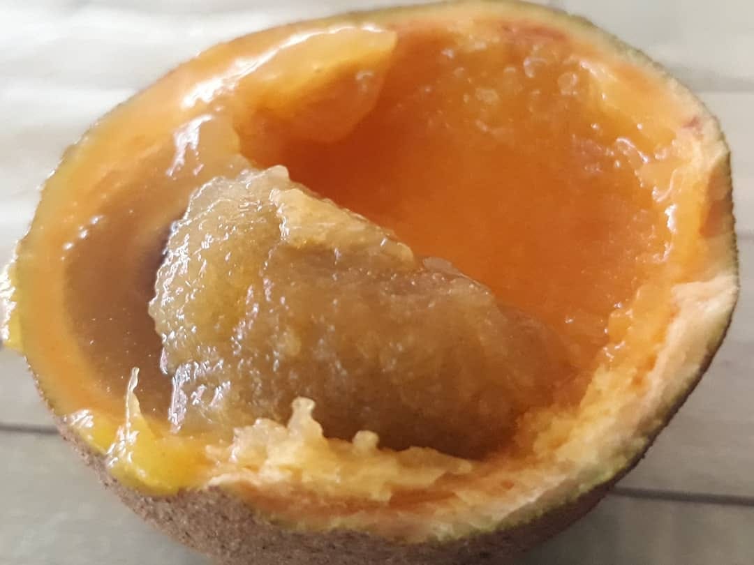 Kepel (Stelechocarpus burahol) - 1 germinated seed / 1 gekeimter Samen