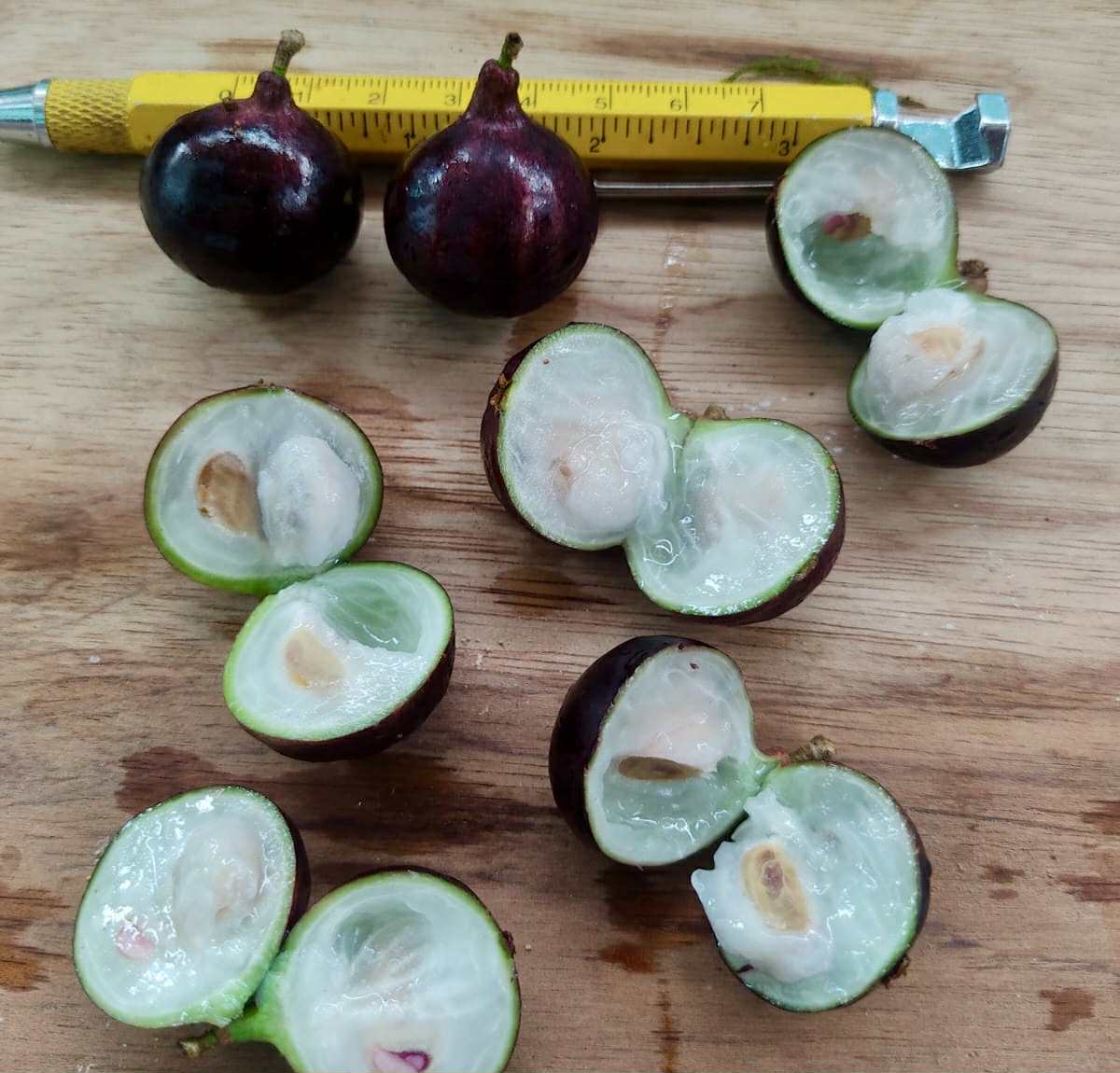 Plinia sp. Rajada Matriz 1 - 1 fresh seed / 1 frischer Samen