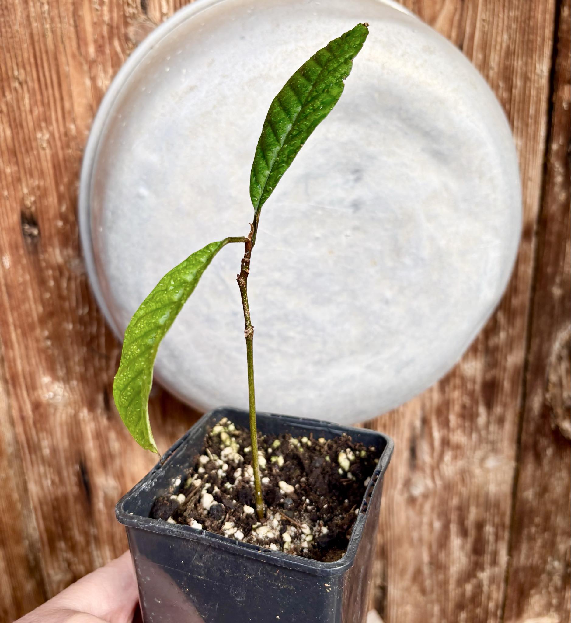 Aglaia korthalsii - 1 potted plant / 1 getopfte Pflanze