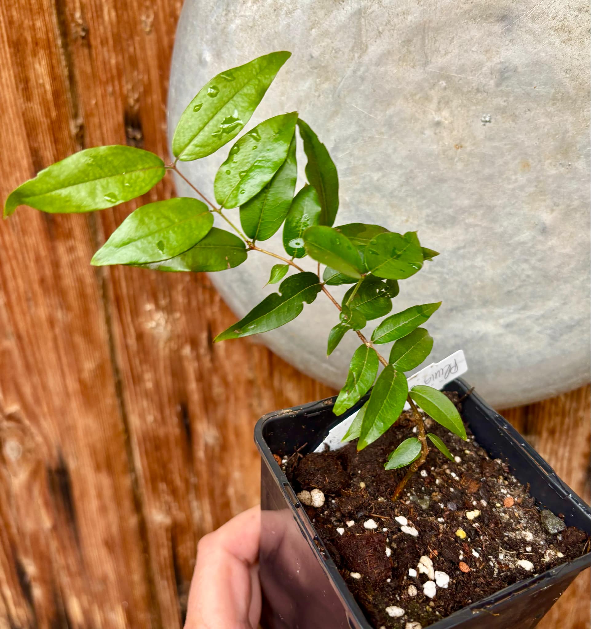 Plinia sp Obera - 1 potted plant / 1 getopfte Pflanze