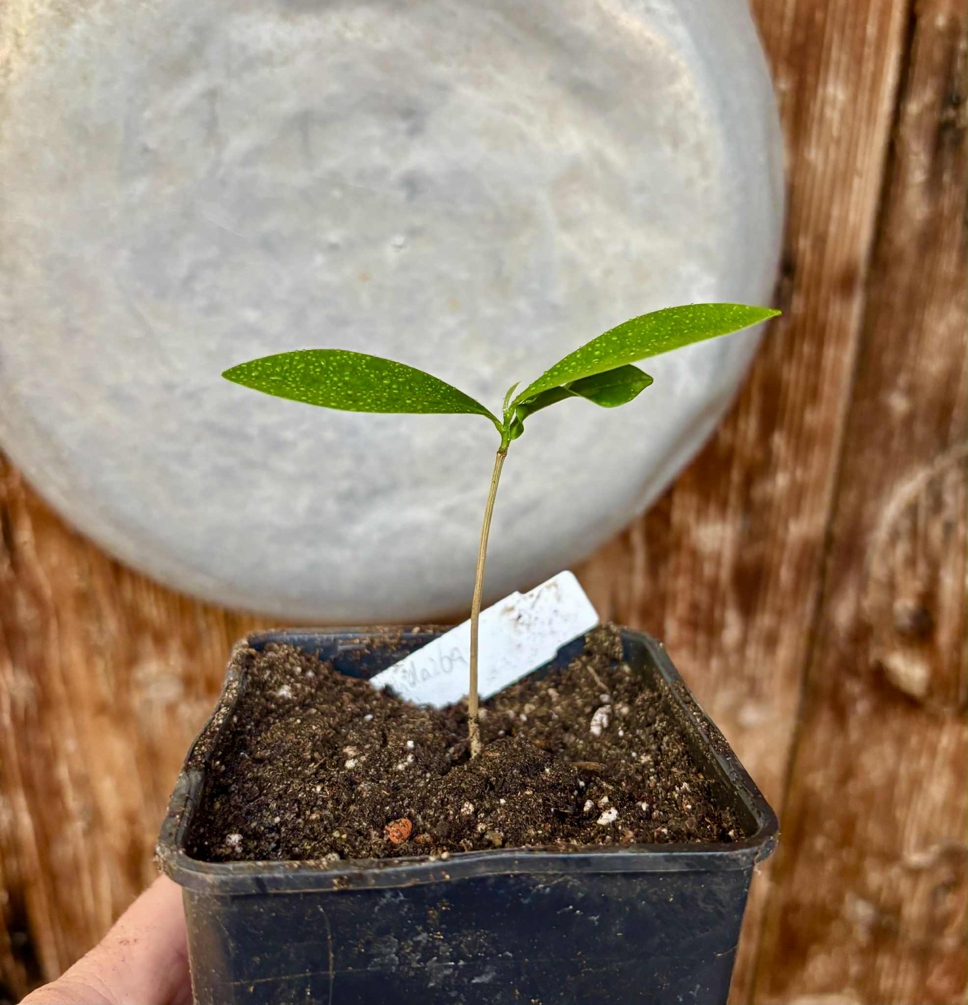 Duguetia lanceolata - Pindaiba - 1 small potted seedling / 1 kleiner, getopfter Sämling