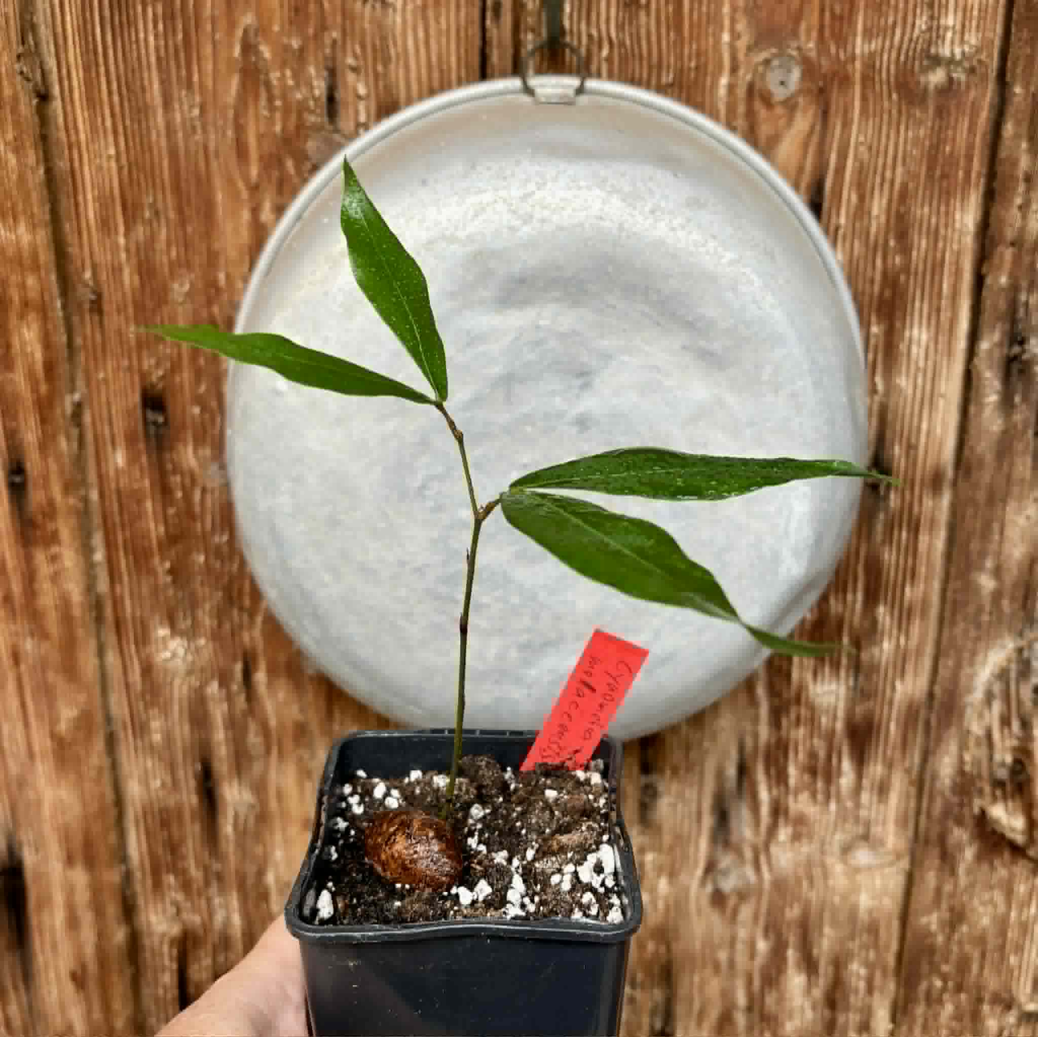 Cynometra malaccensis -  1 potted plant / 1 getopfte Pflanze
