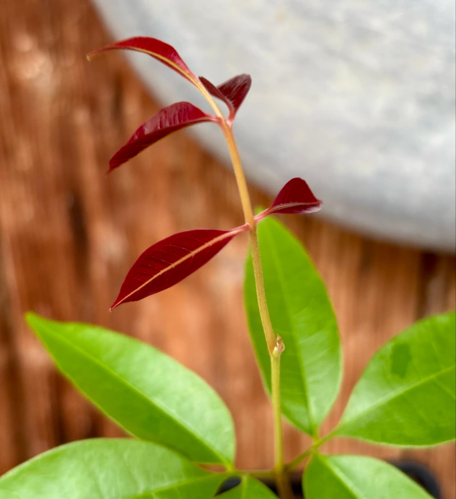 Talisia cerasina - 1 potted seedling / 1 getopfter Sämling