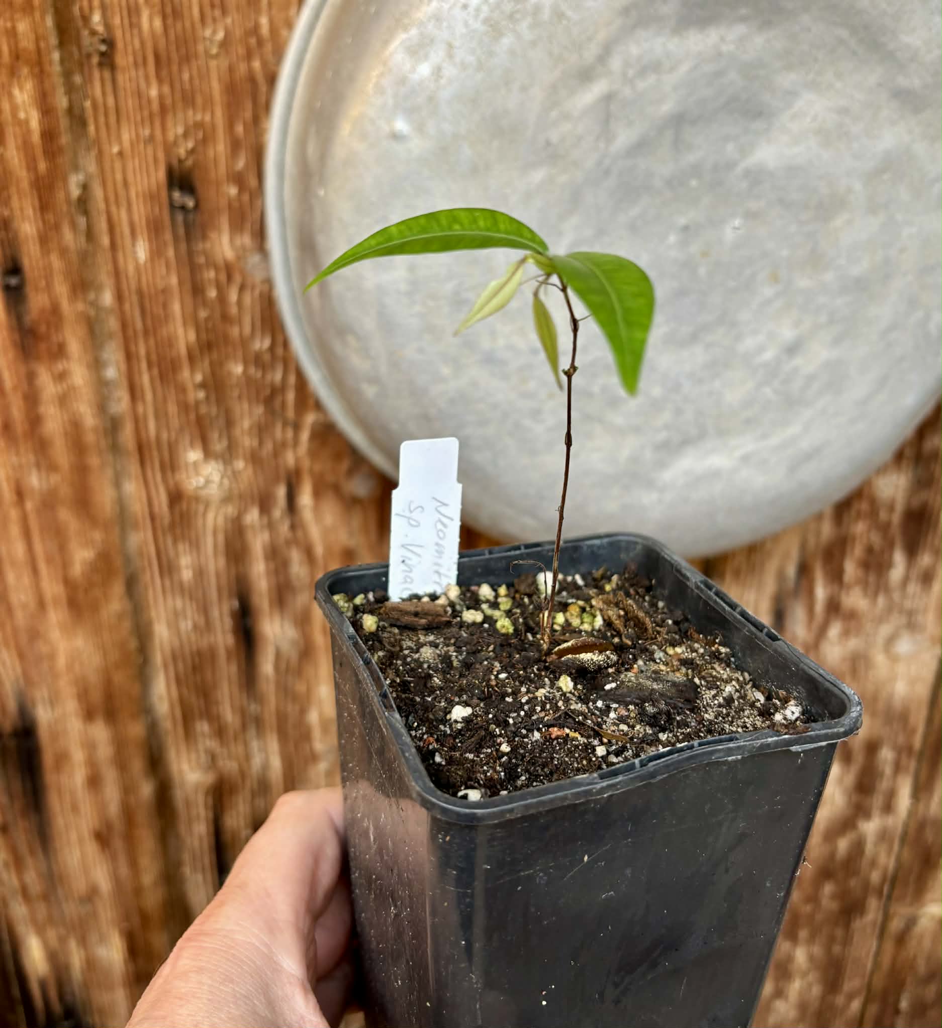 Neomitranthes sp Vinaceo - 1 potted seedling / 1 getopfter Sämling