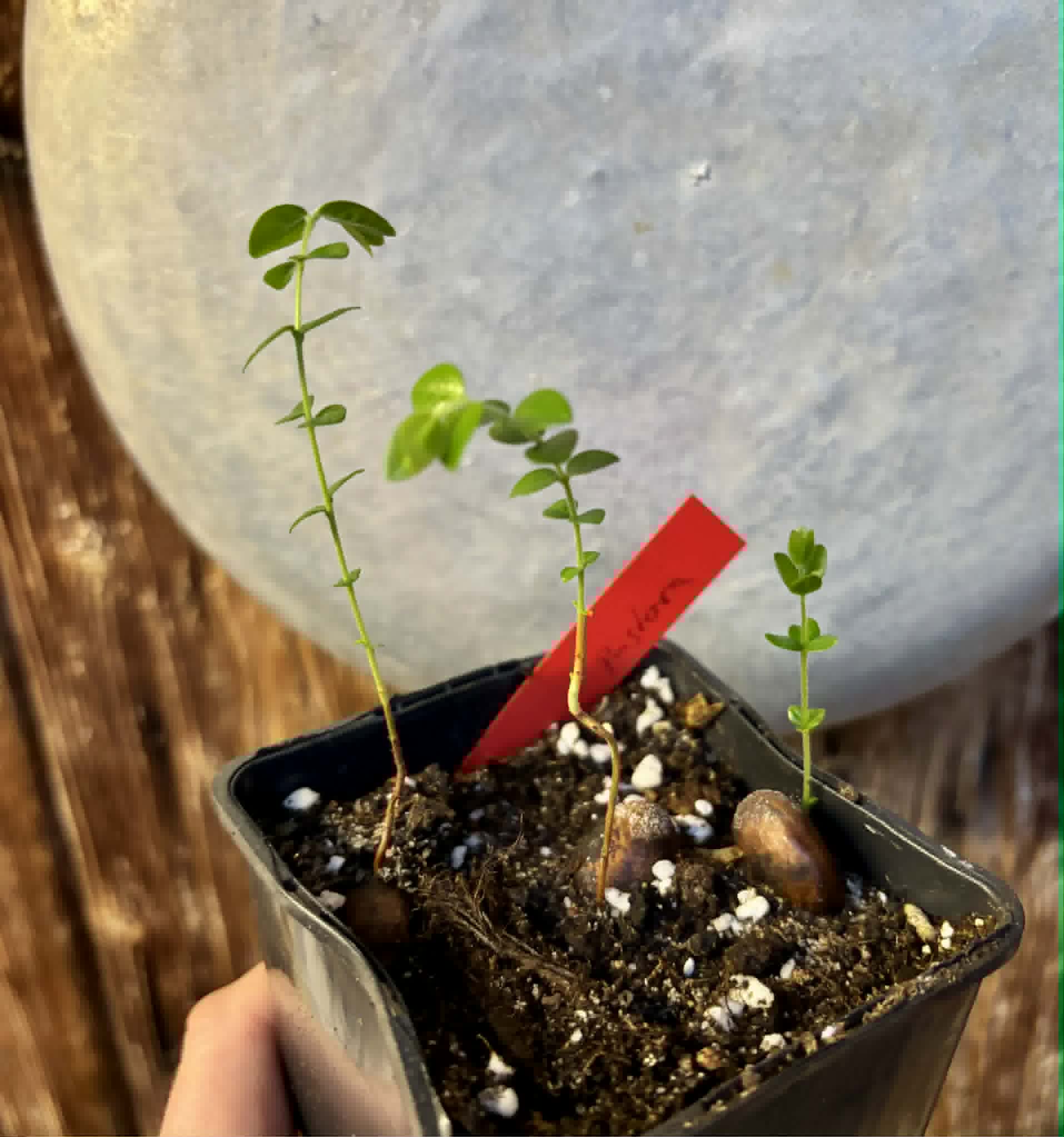 3 in 1 pot - Myrciaria sp Pastora - 3 seedlings in one pot / 3 Sämlinge in einem Topf