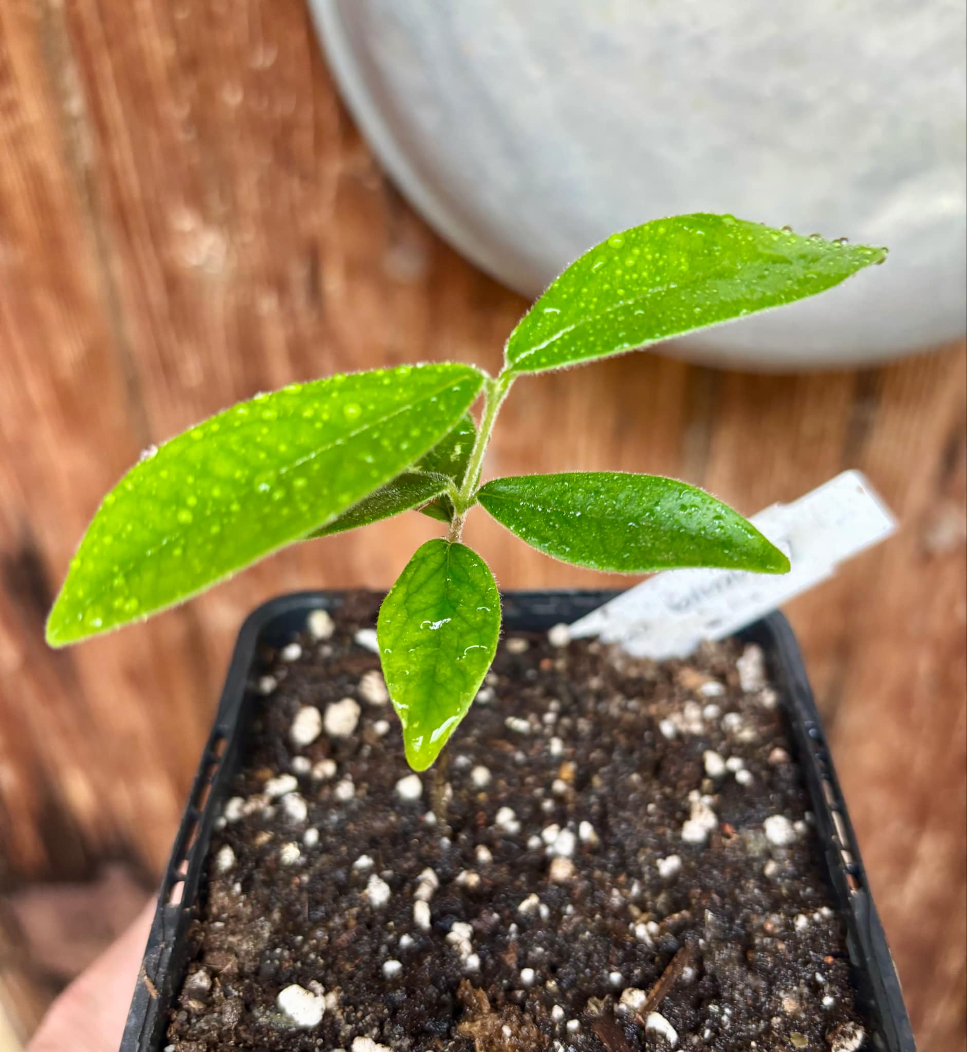 Eugenia caipora BIG - 1 potted plant / 1 getopfte Pflanze Eugenia caipora BIG - 1 potted plant / 1 getopfte Pflanze
