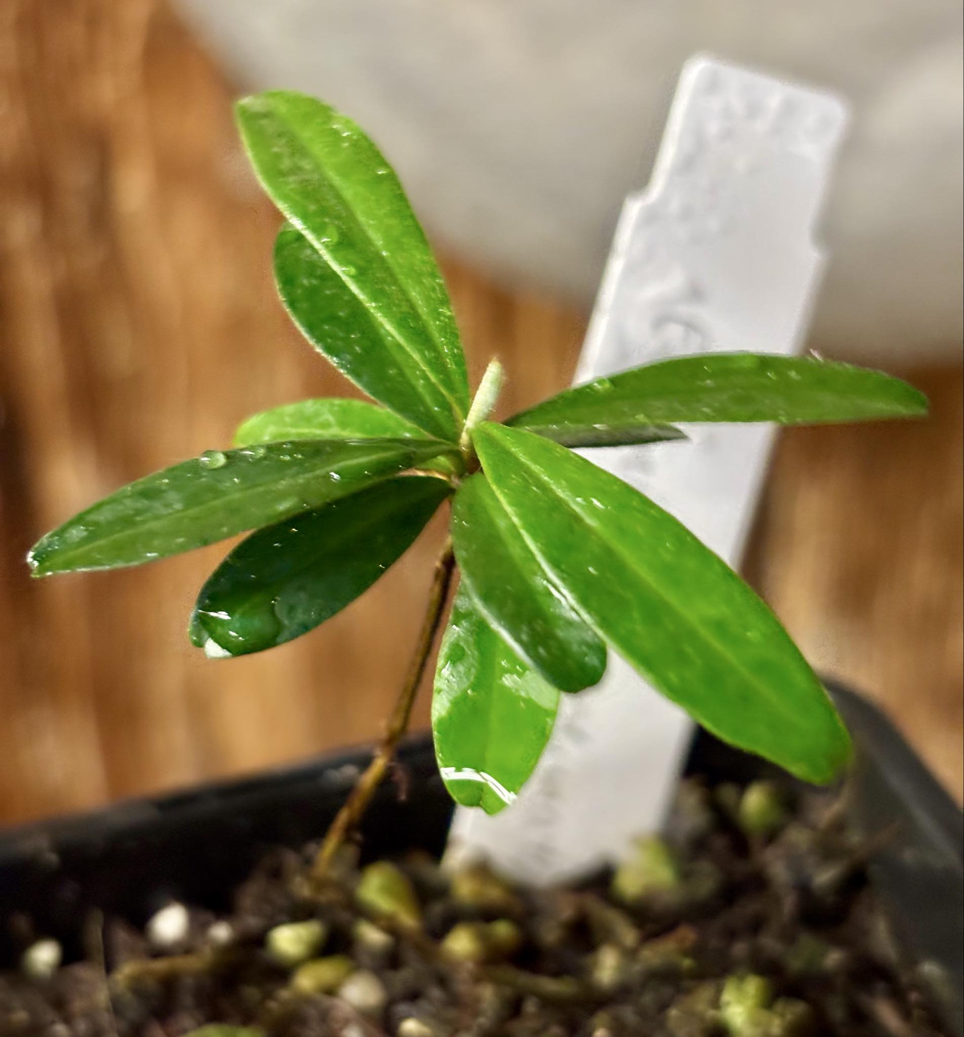 Pitomba (Eugenia luschnathiana) - 1 potted plant / 1 getopfte Pflanze Pitomba (Eugenia luschnathiana) - 1 potted plant / 1 getopfte Pflanze