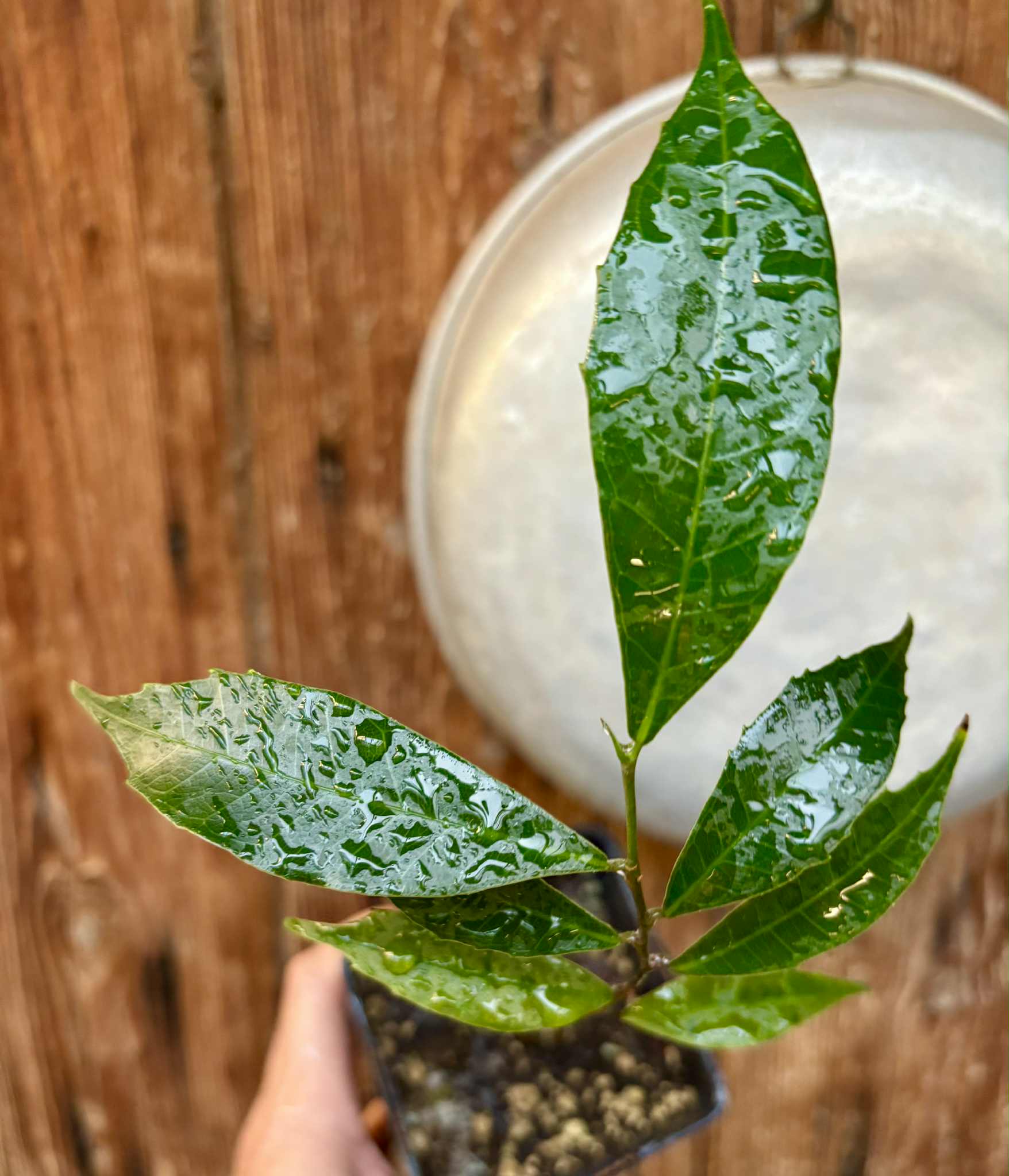 Brosimum alicastrum - Maya nut / Maya Nuss - 1 potted plant / 1 getopfte Pflanze