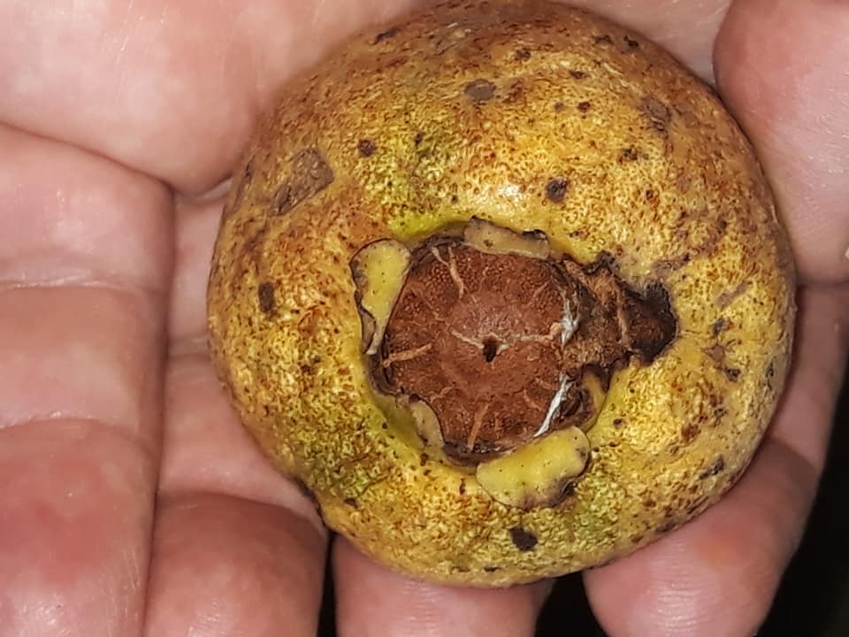 Campomanesia laurifolia -  1 fresh seed / 1 frischer Samen