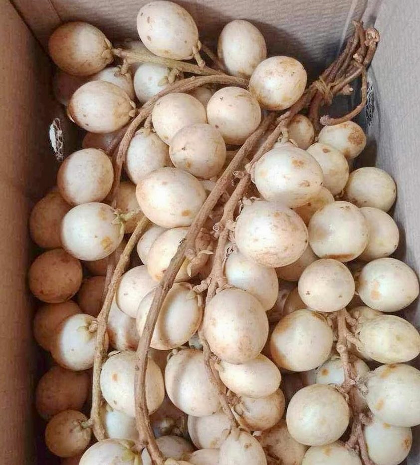Baccaurea motleyana var. WHITE - Egg of Yala -  1 potted seedling / 1 getopfter Sämling