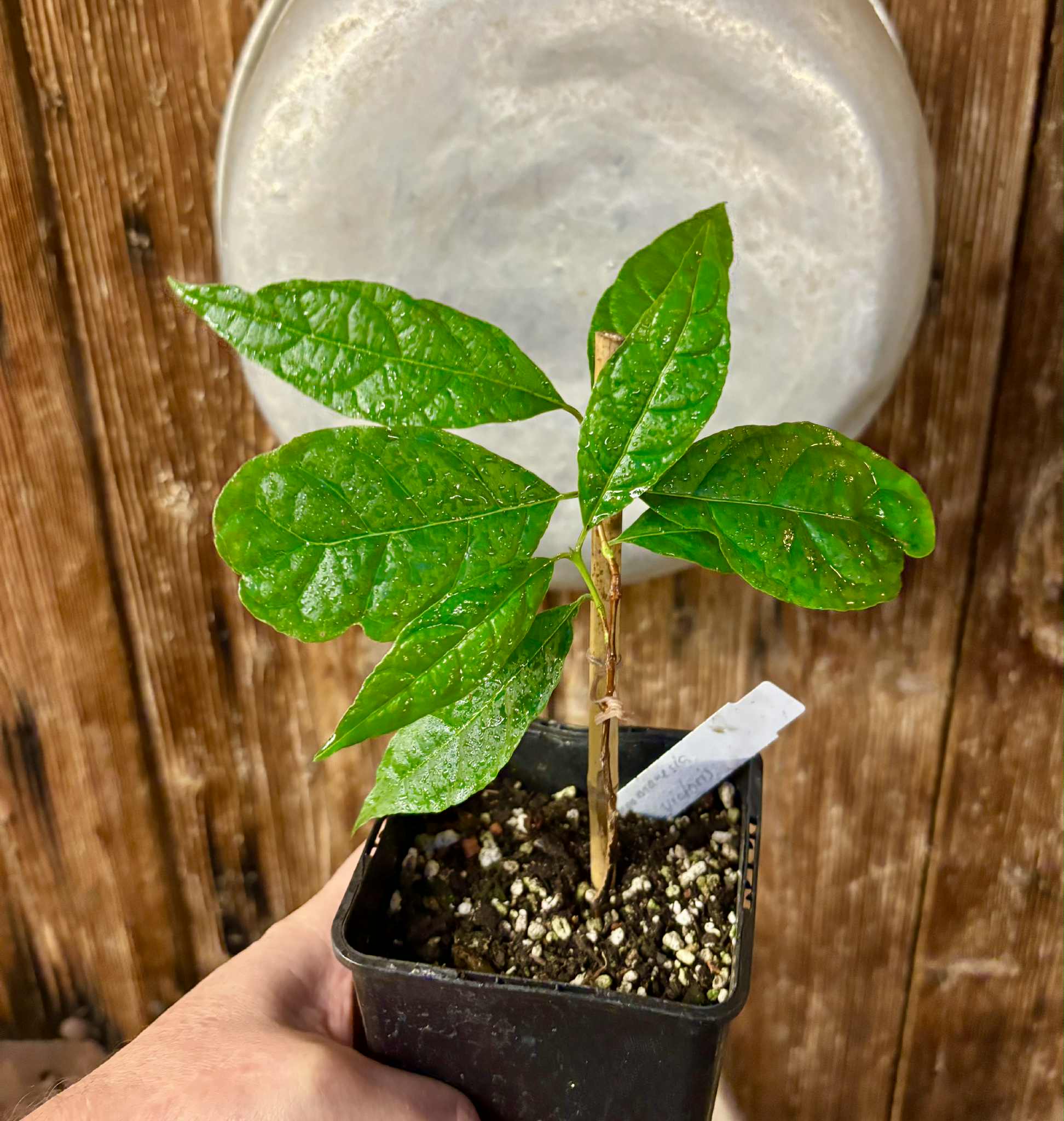 Campomanesia viatoris - 1 potted plant / 1 getopfte Pflanze