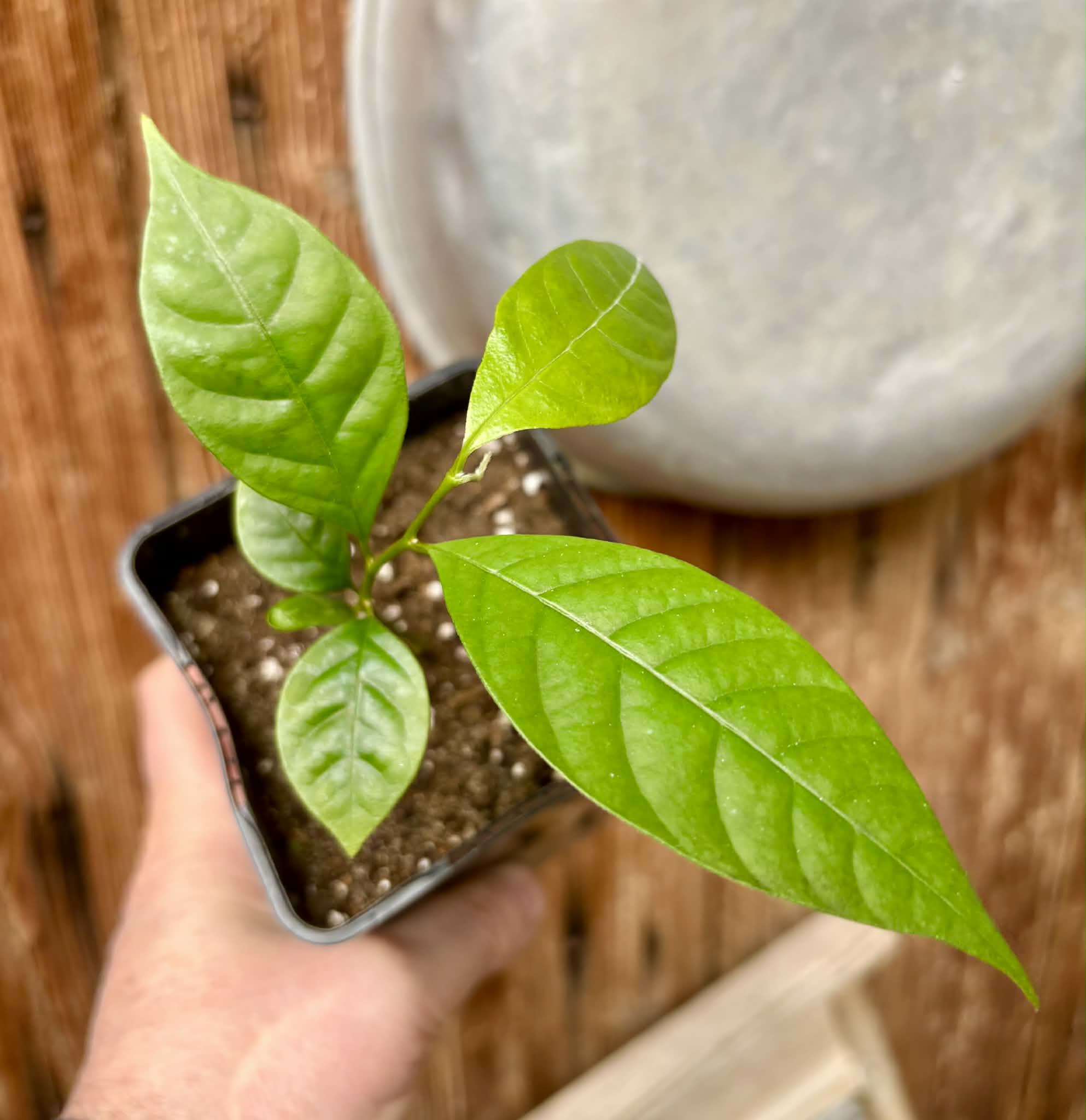 Annona rensoniana  - 1 potted seedling / 1 getopfter Sämling