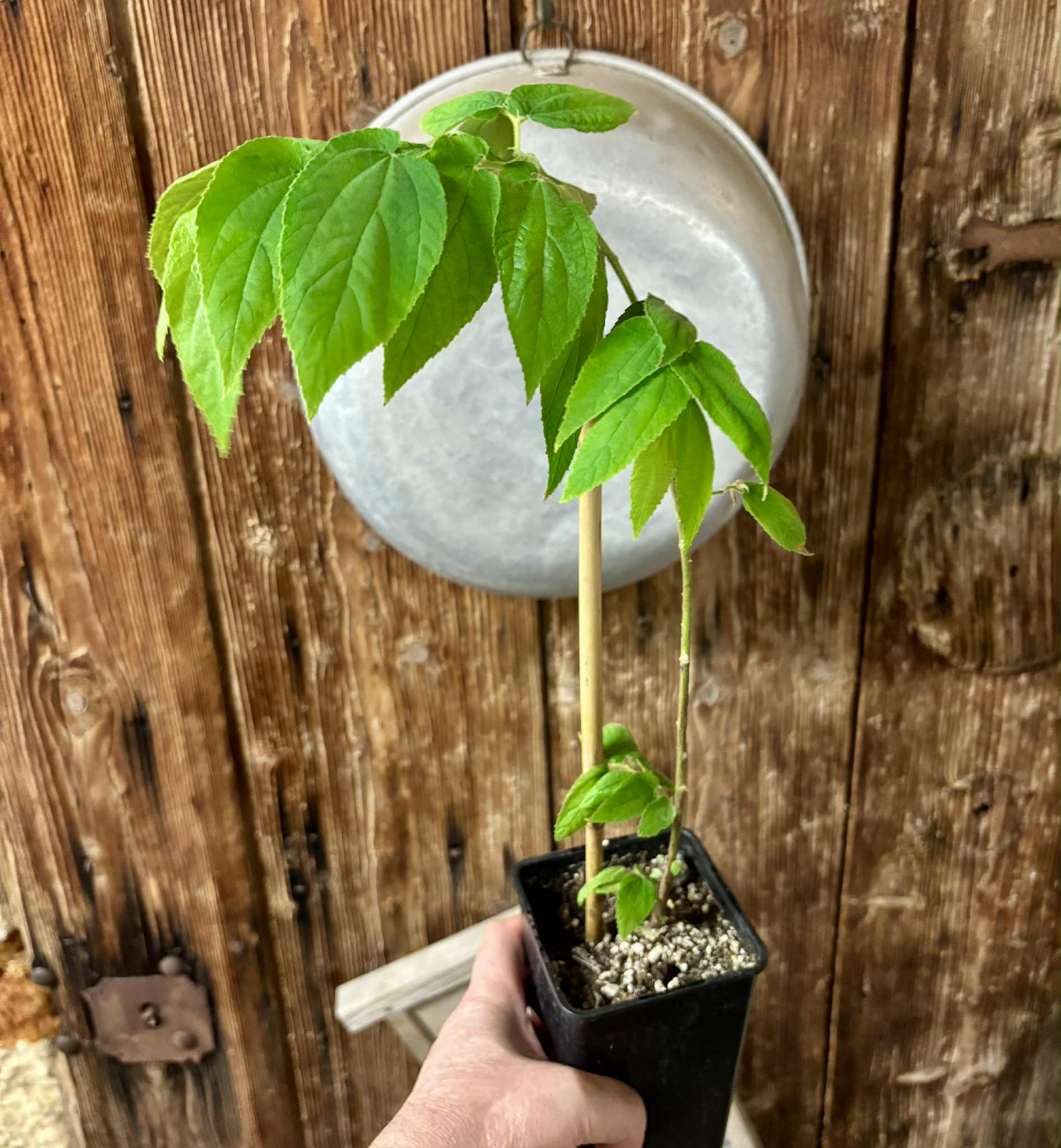 rooted cutting - Muntingia calabura (Jamaika Cherry / Panama Cherry) - 1 potted plant / 1 getopfte Pflanze