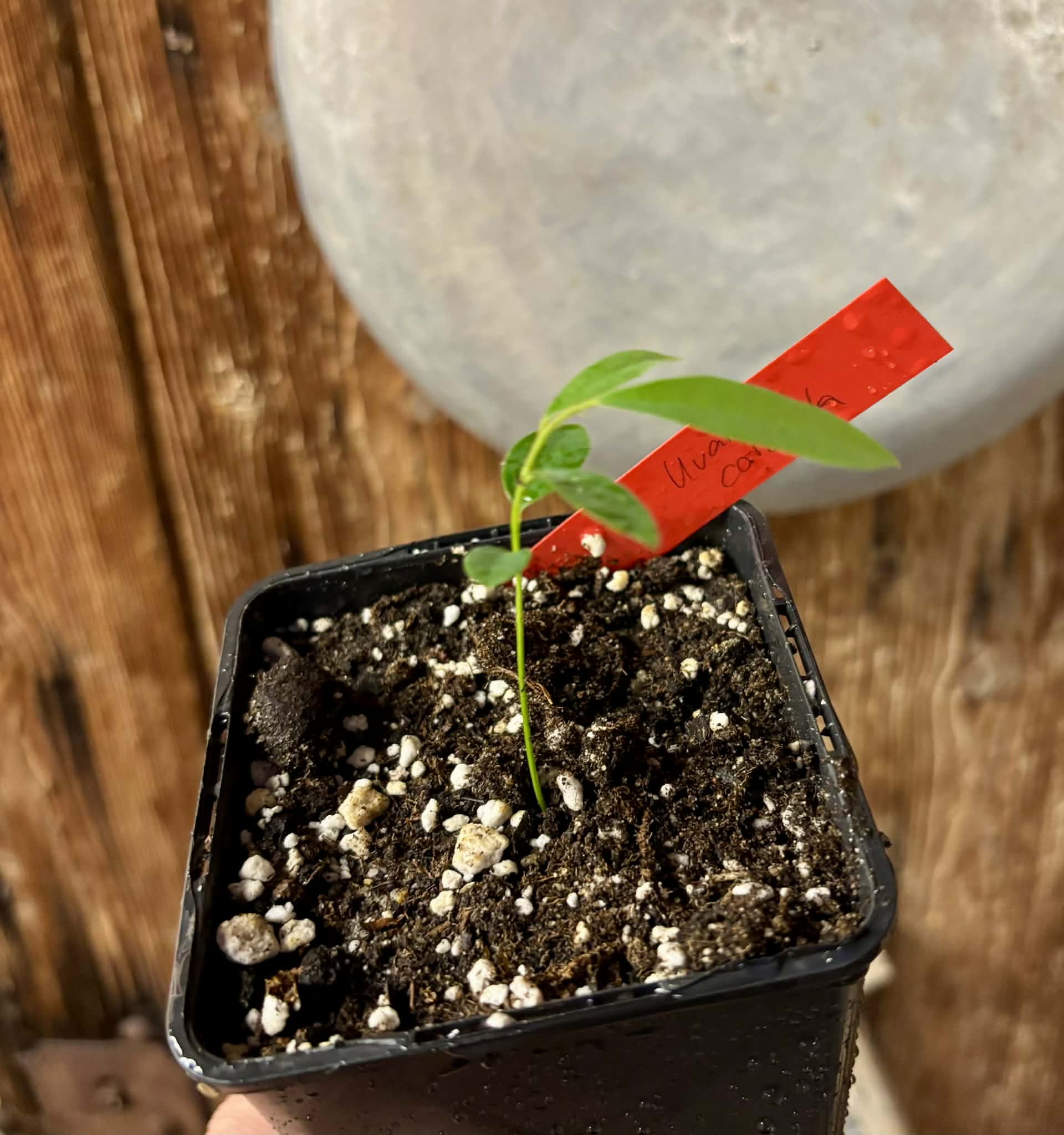 Uvaria cordata -  1 potted seedling / 1 getopfter Sämling