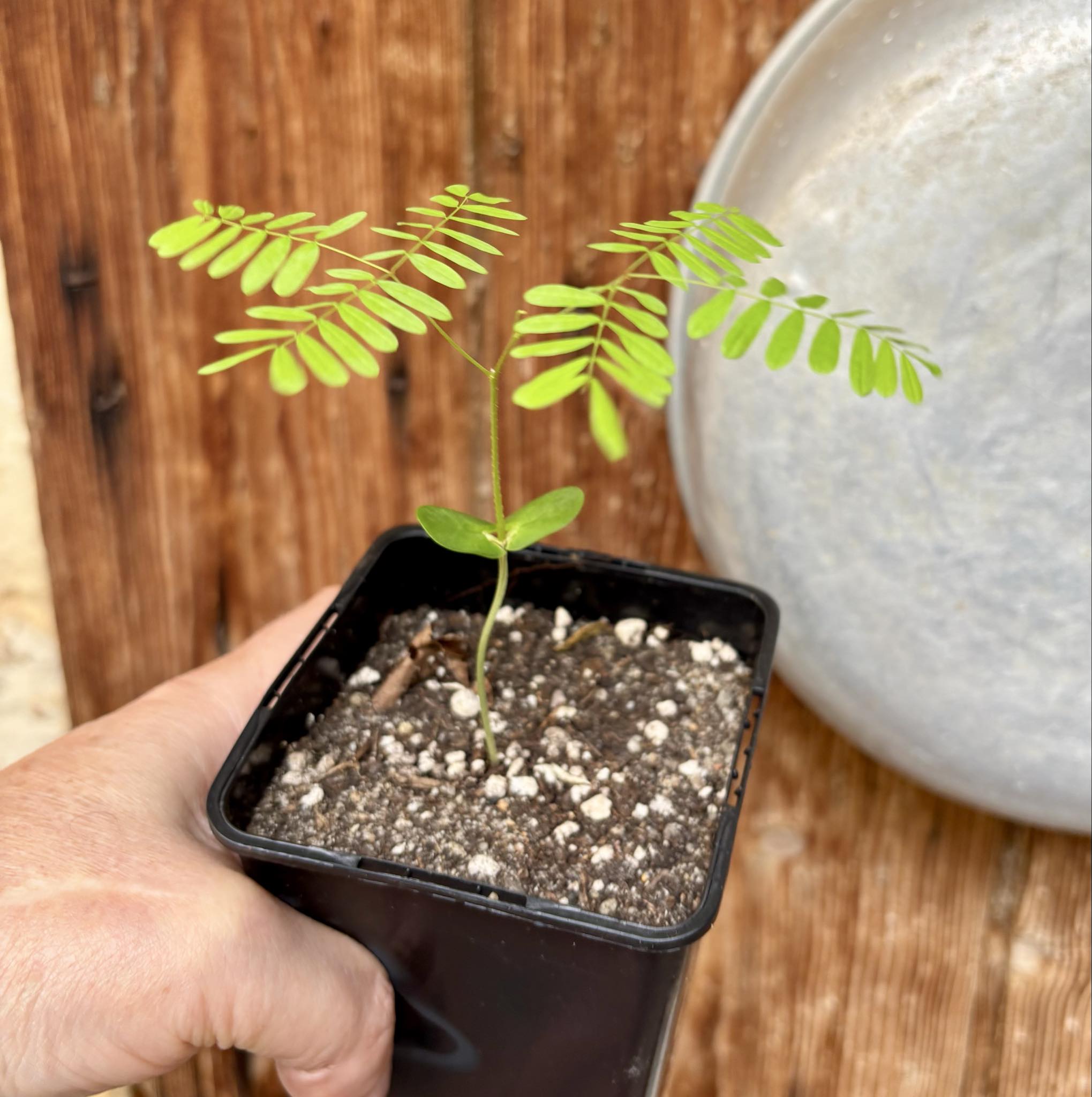 Pau ferro - Rosewood - Machaerium scleroxylon -  1 small potted seedling / 1 kleiner, getopfter Sämling
