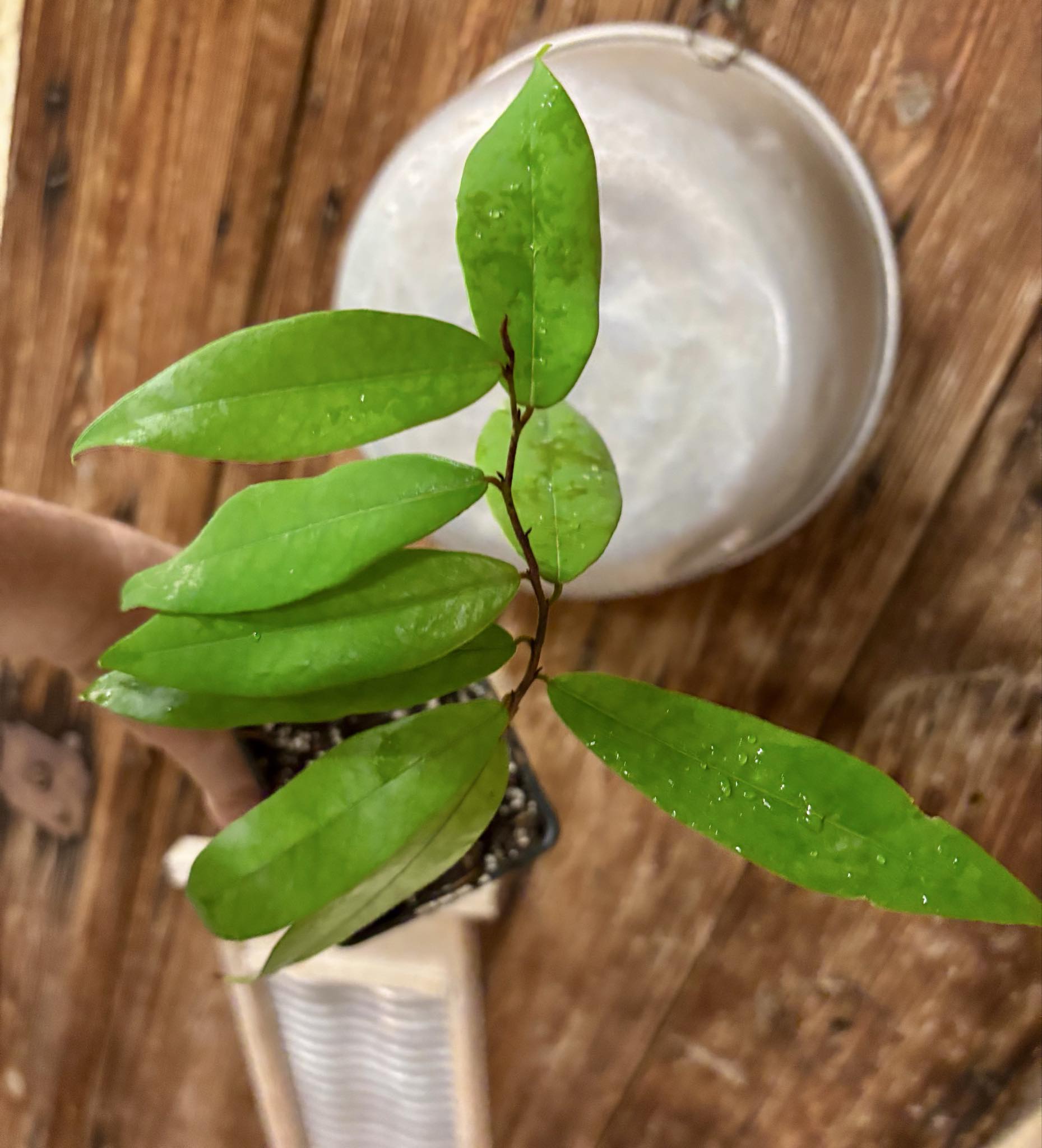 Uvaria siamensis -  1 potted plant / 1 getopfte Pflanze