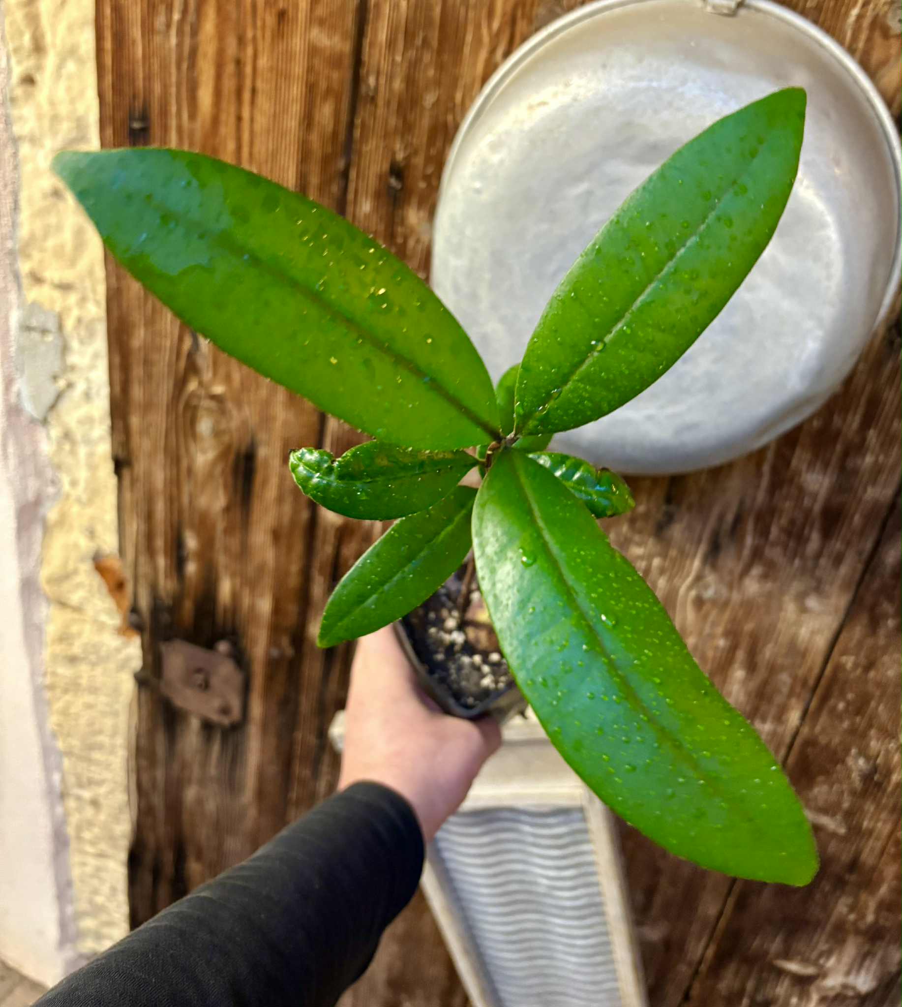 Eugenia sp Maca BIG -  1 potted seedling / 1 getopfter Sämling