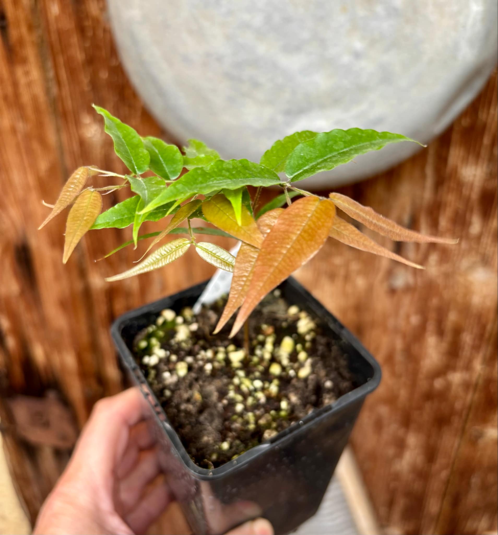 Jaboticaba - Plinia sp Rajada Cabo longo verde - 1 small potted seedling / 1 kleiner, getopfter Sämling Jaboticaba - Plinia sp Rajada Cabo longo verde - 1 small potted seedling / 1 kleiner, getopfter Sämling