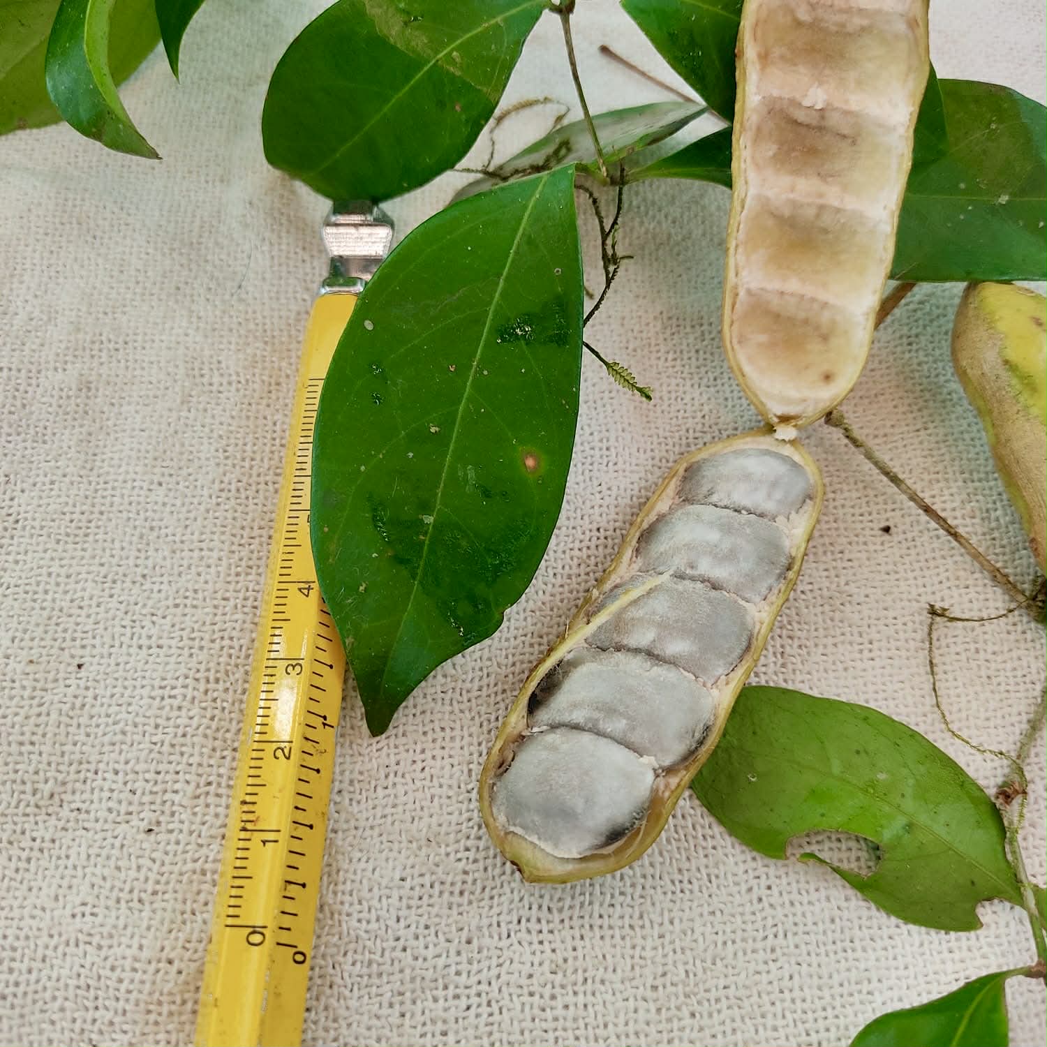 Pre Order - Inga sp Bananinha -  1 fresh seed / 1 frischer Samen