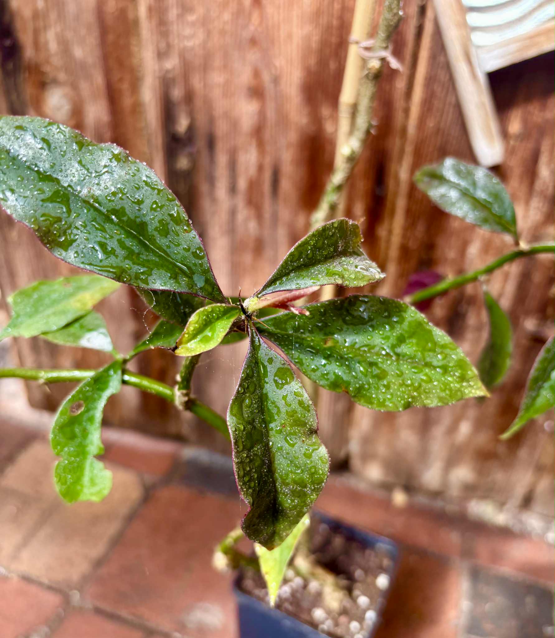 0.9m plant - Barbados Gooseberry - Pereskia aculeata - 1 potted plant / 1 getopfte Pflanze 0.9m plant - Barbados Gooseberry - Pereskia aculeata - 1 potted plant / 1 getopfte Pflanze