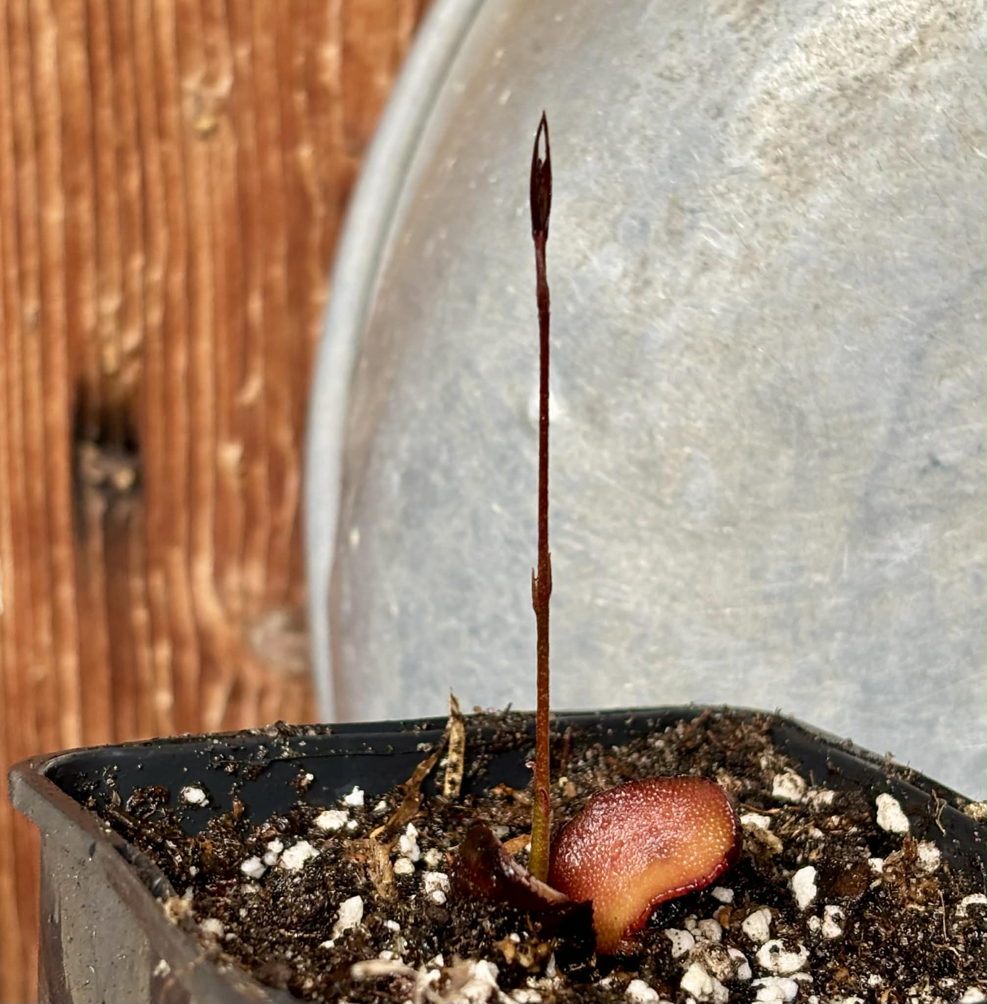 Plinia cf. humaitana - 1 potted seedling / 1 getopfter Sämling